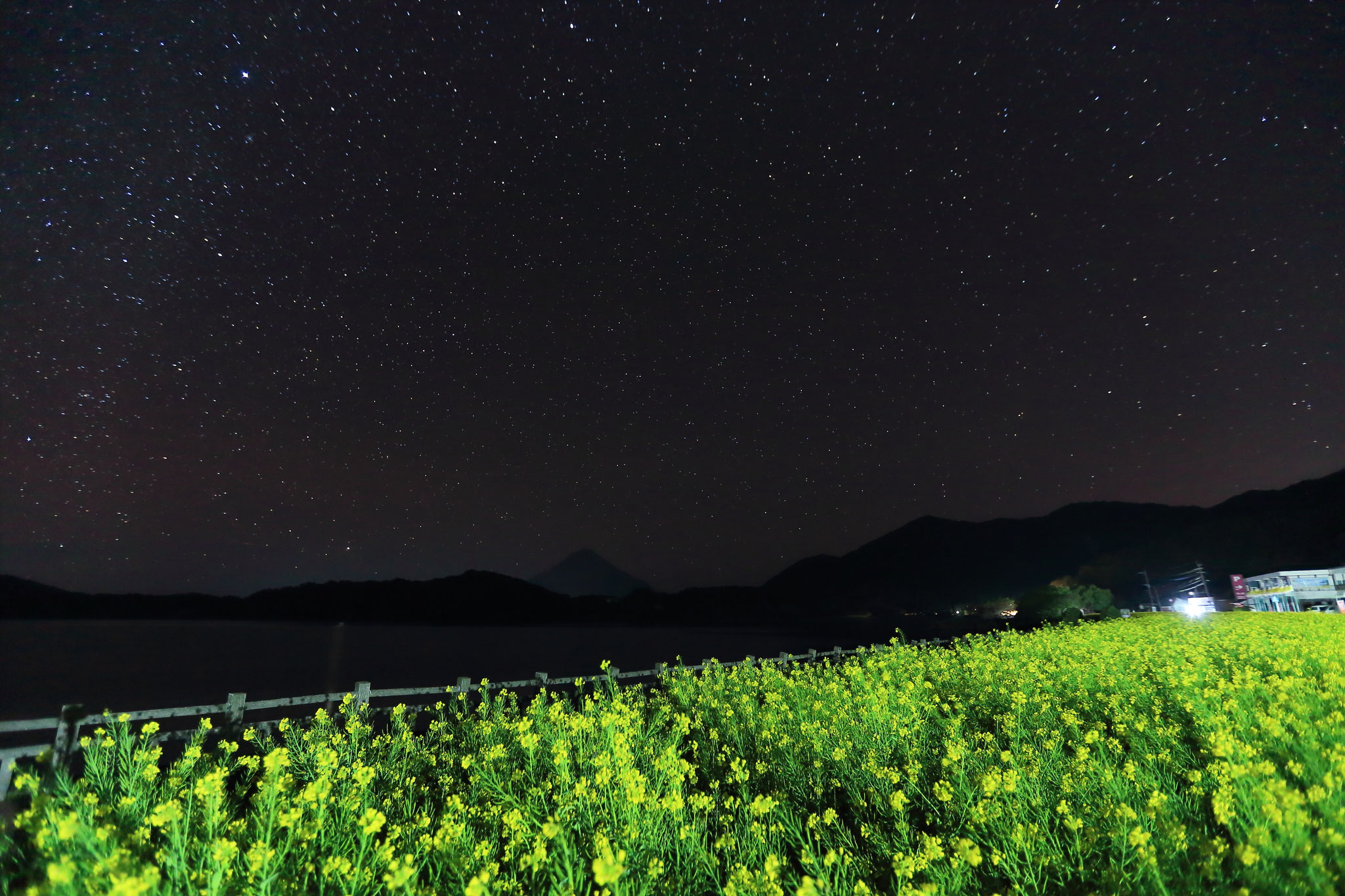 星空の下で咲き誇る菜の花達(1/3 指宿市 池田湖)