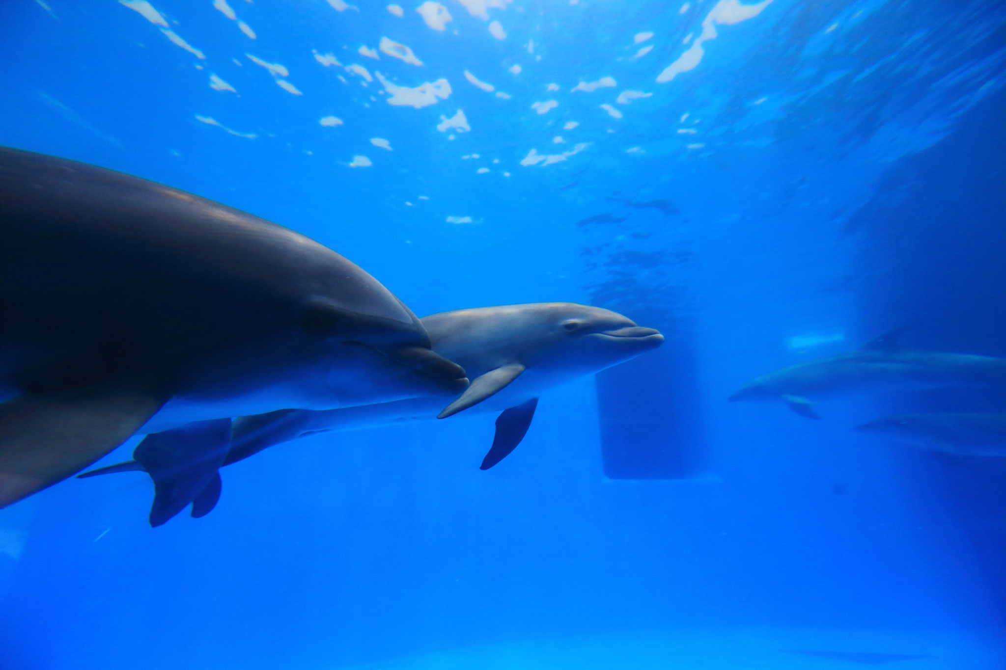 いるかの世界へ(8/24 いおワールドかごしま水族館)