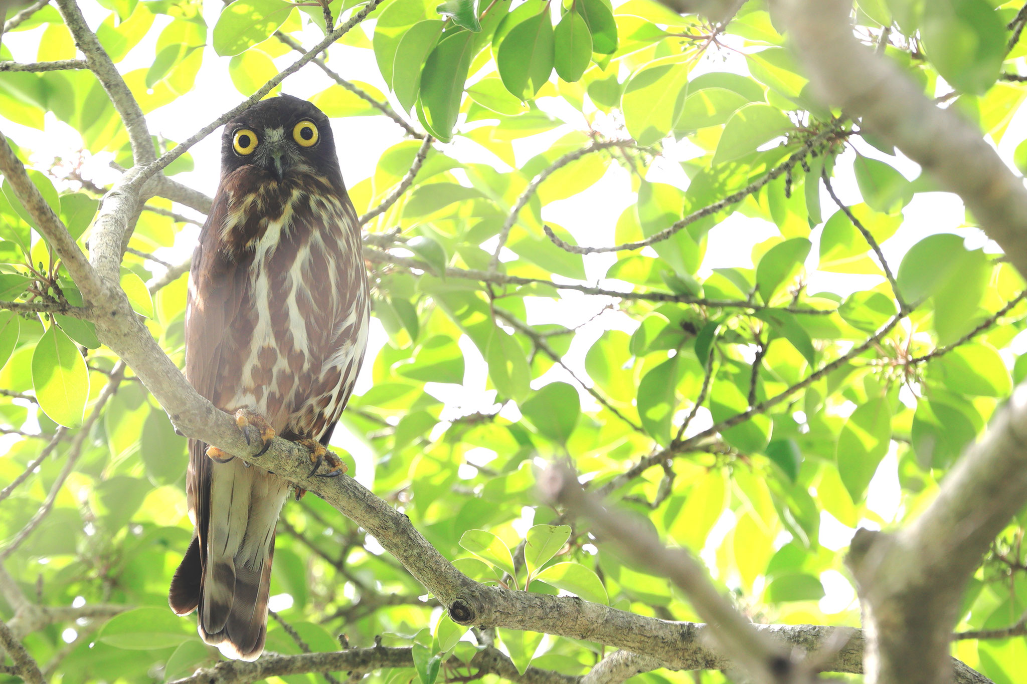 アオバズクと見つめ合う(6月9日 鹿屋市)