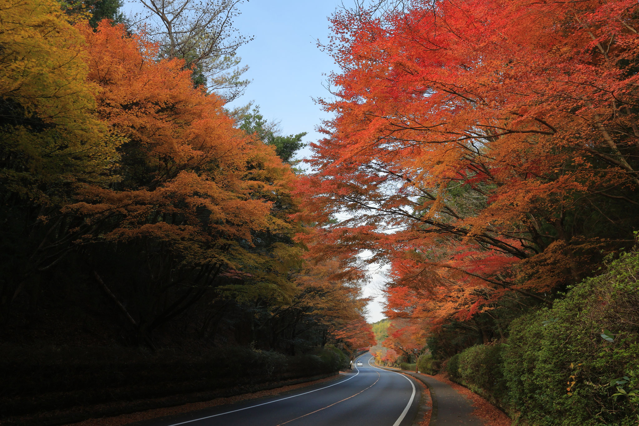 以前より更に色づきを見せる紅葉(12月14日 霧島市)