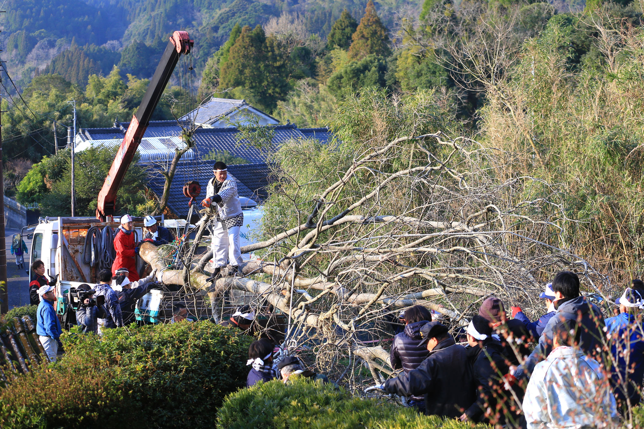 鈎引き祭りで使われる木を、山から切り出し運びます。(2/17 鹿屋市上高隈町)