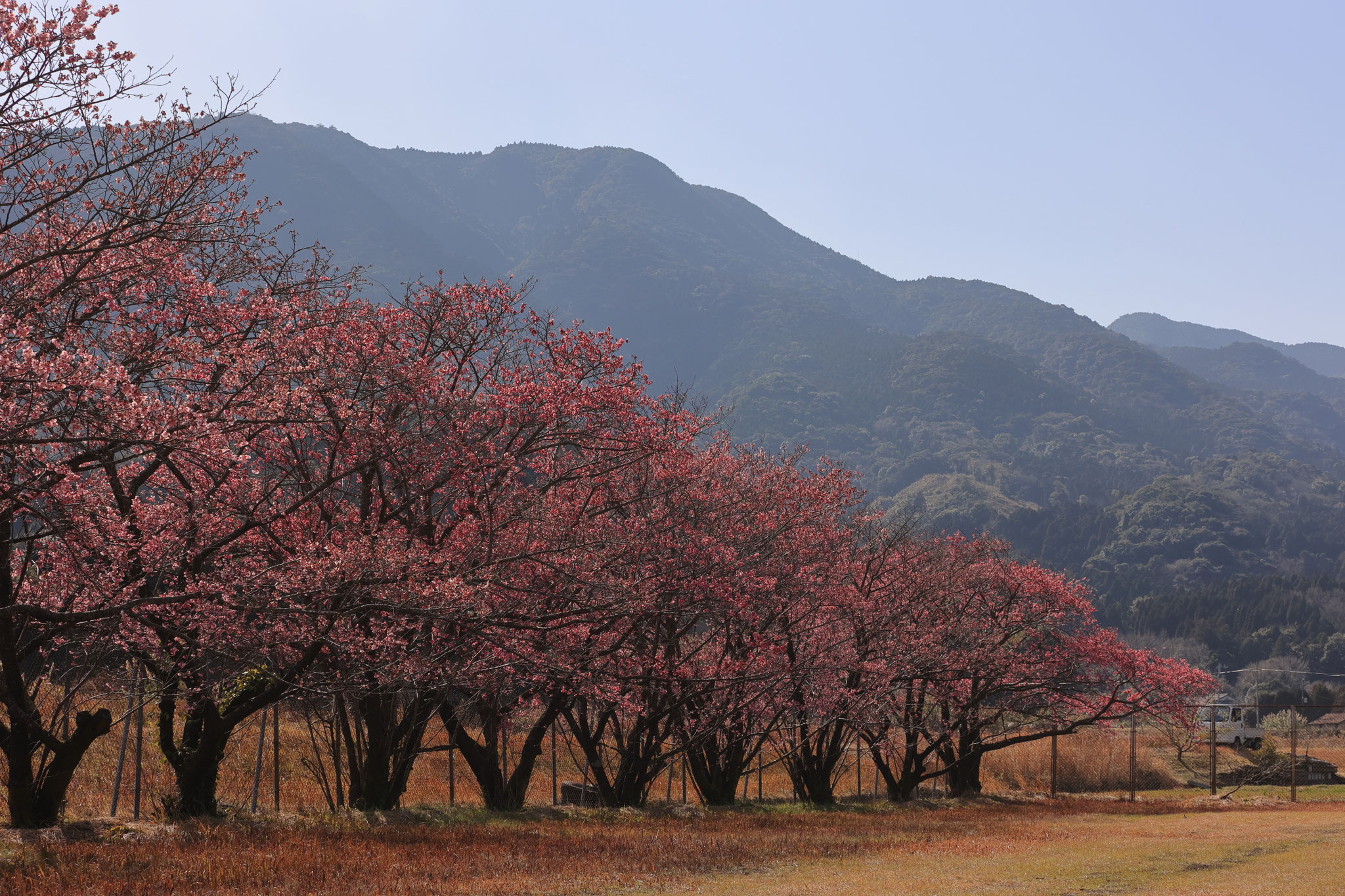 いち早い春を見れる乙南地区研修センター(2月1日 肝付町)