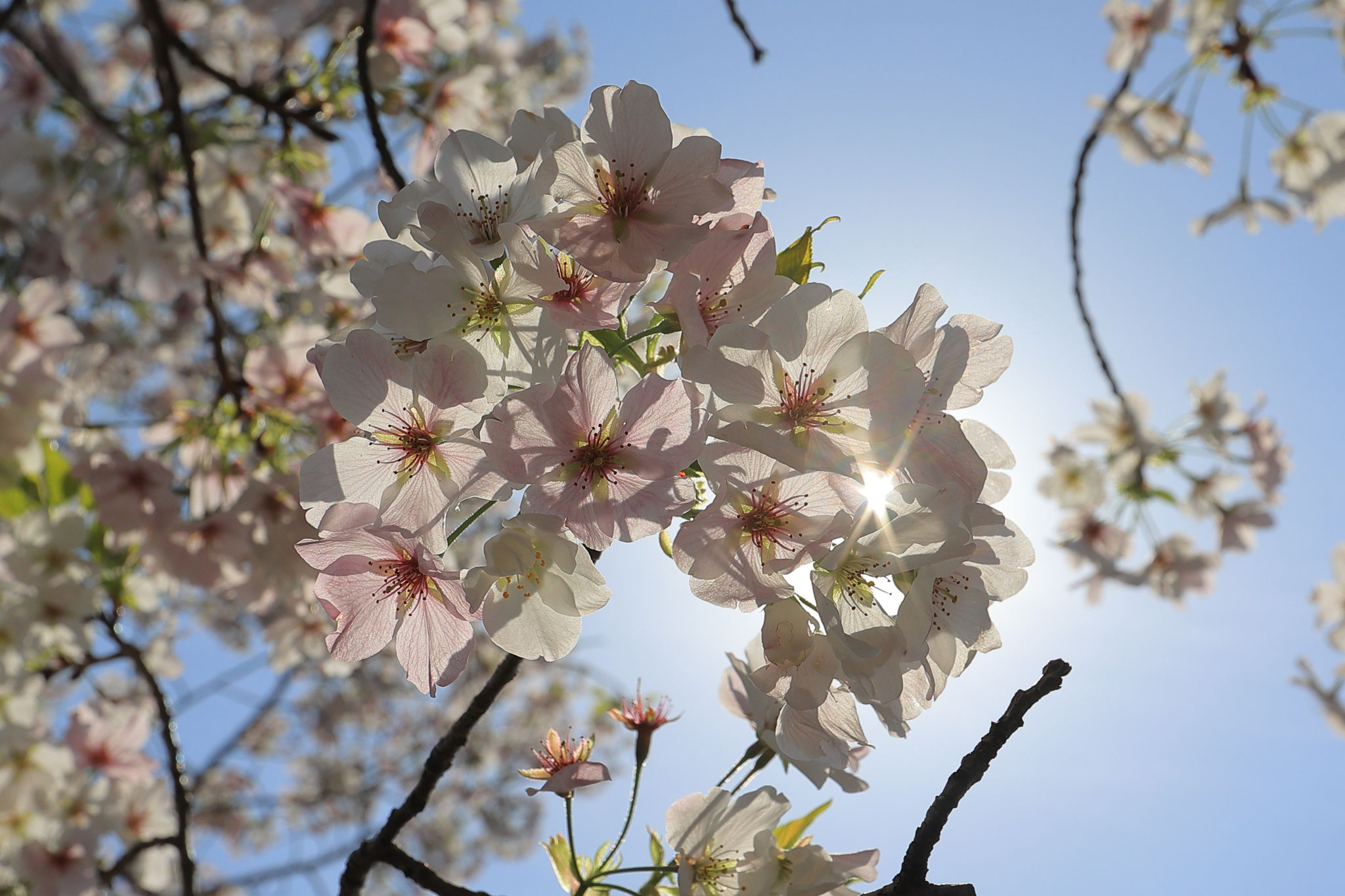 桜キラリ(3月29日 霧島市)