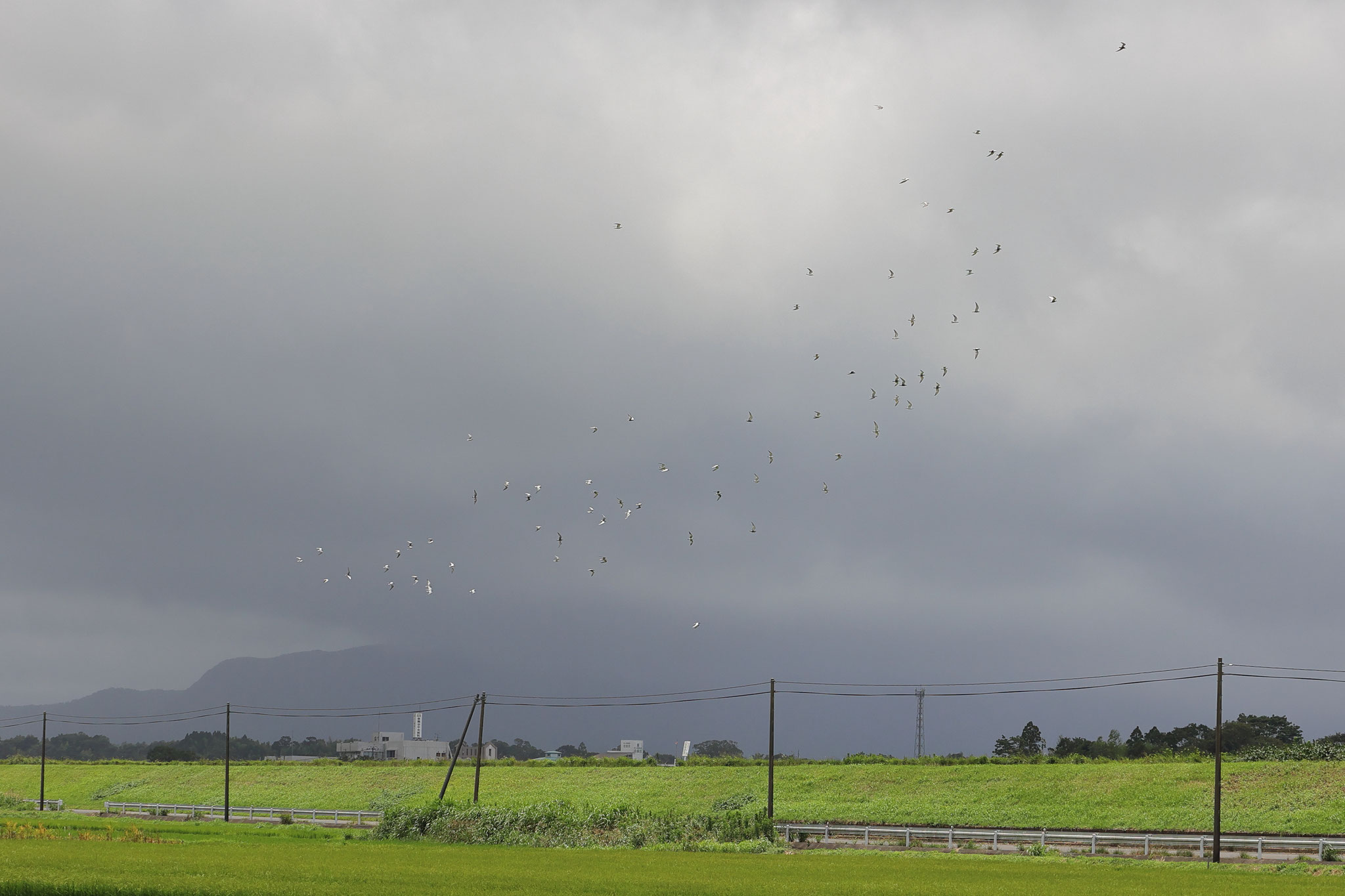 田園地帯に何故か海鳥のアジサシの仲間達が飛来②(6月23日 肝付町)