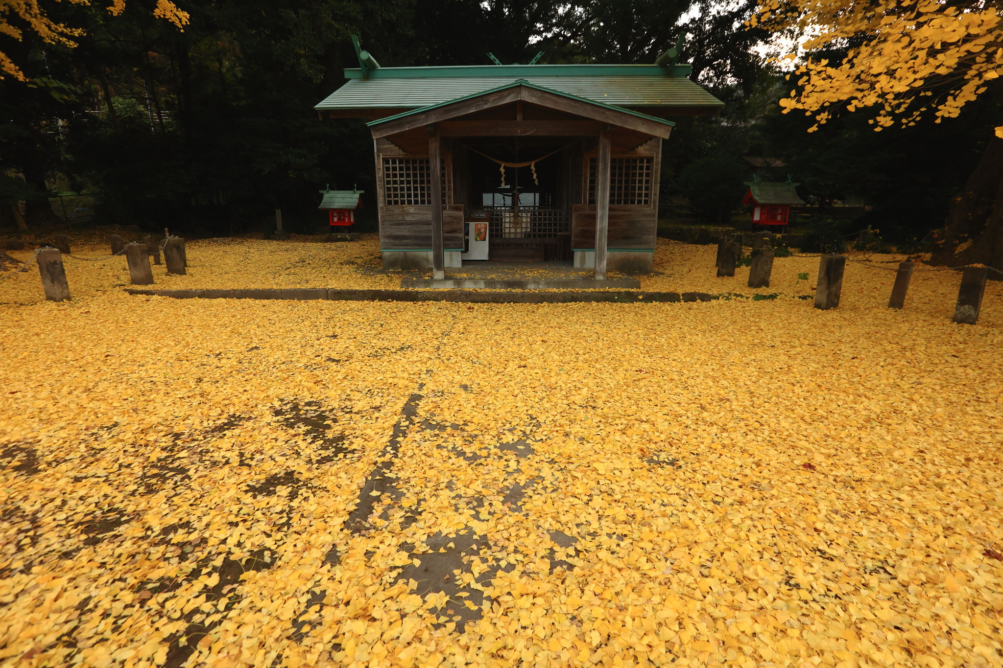 辺り一面黄色の絨毯に(12月13日 霧島市)