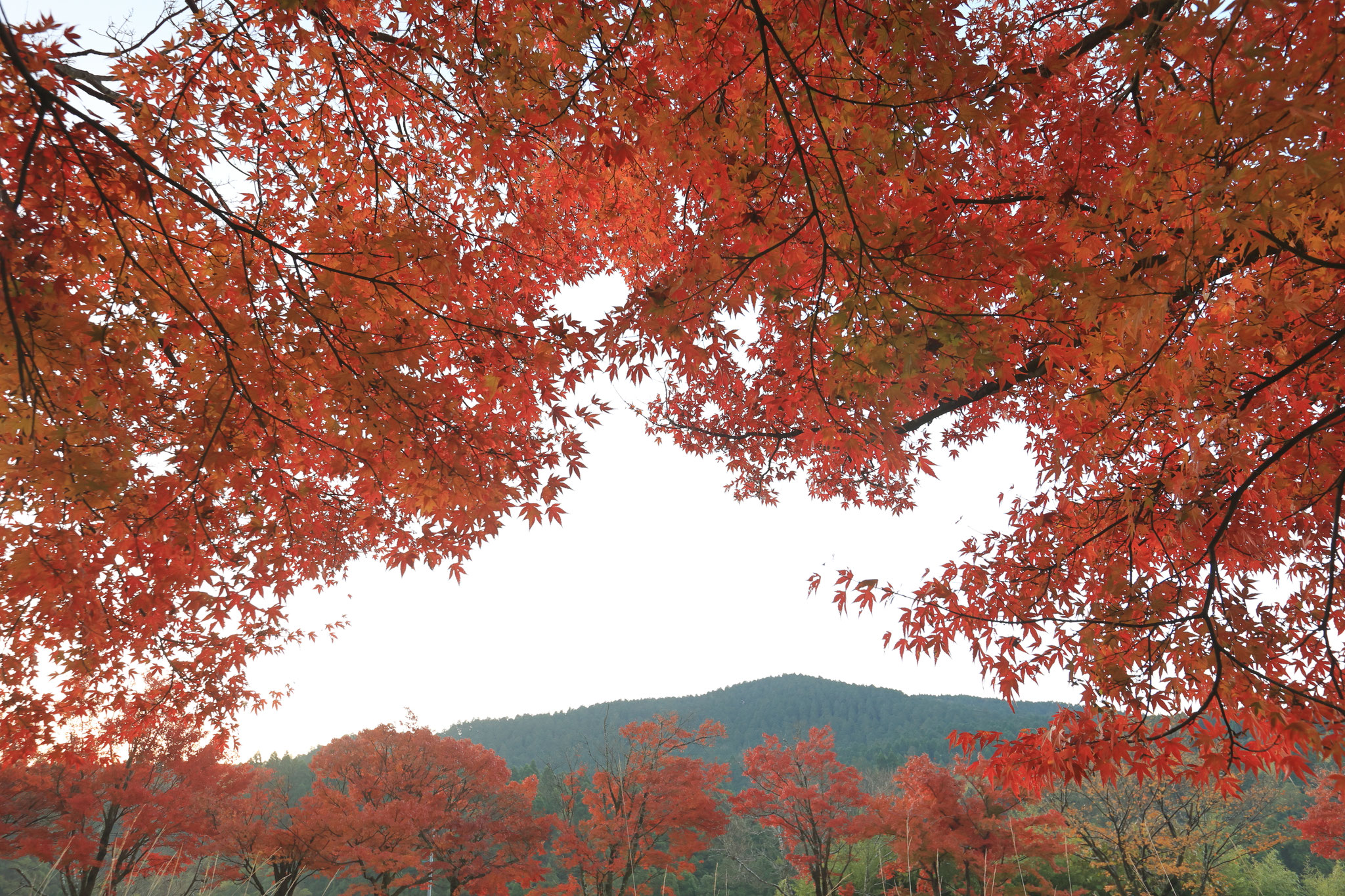 道路沿いは紅葉でいっぱい(11月29日霧島市)