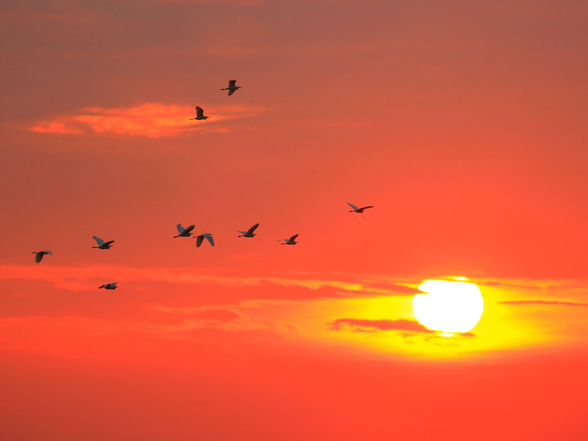 夕空を駆け住処へ帰るアマサギ達