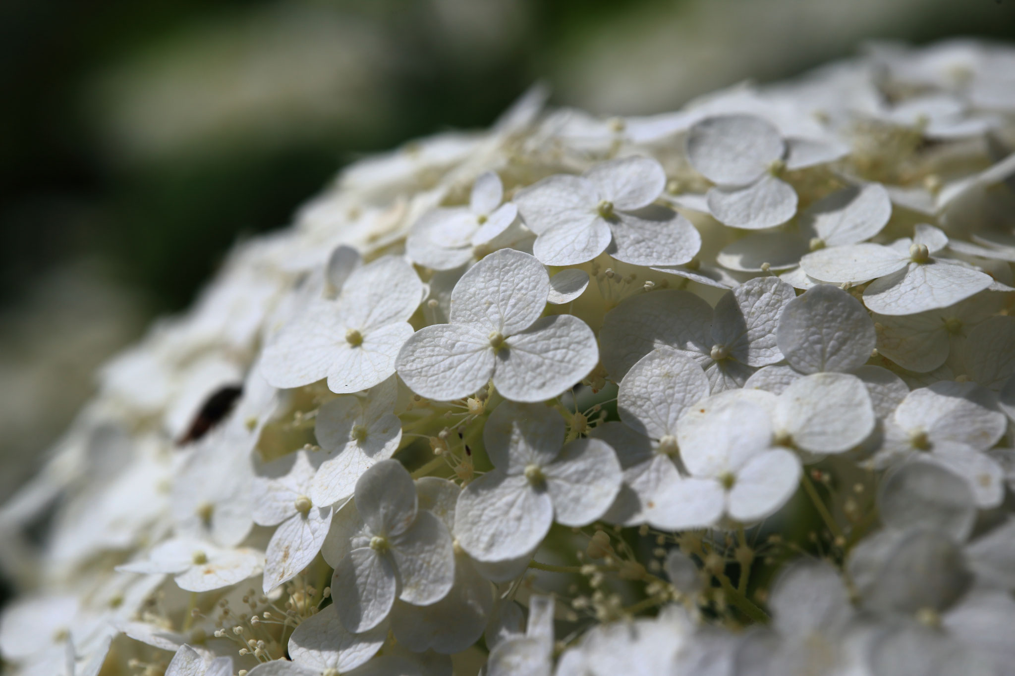 様々な紫陽花が見られるかのやばら園(6/9 鹿屋市 かのやばら園)