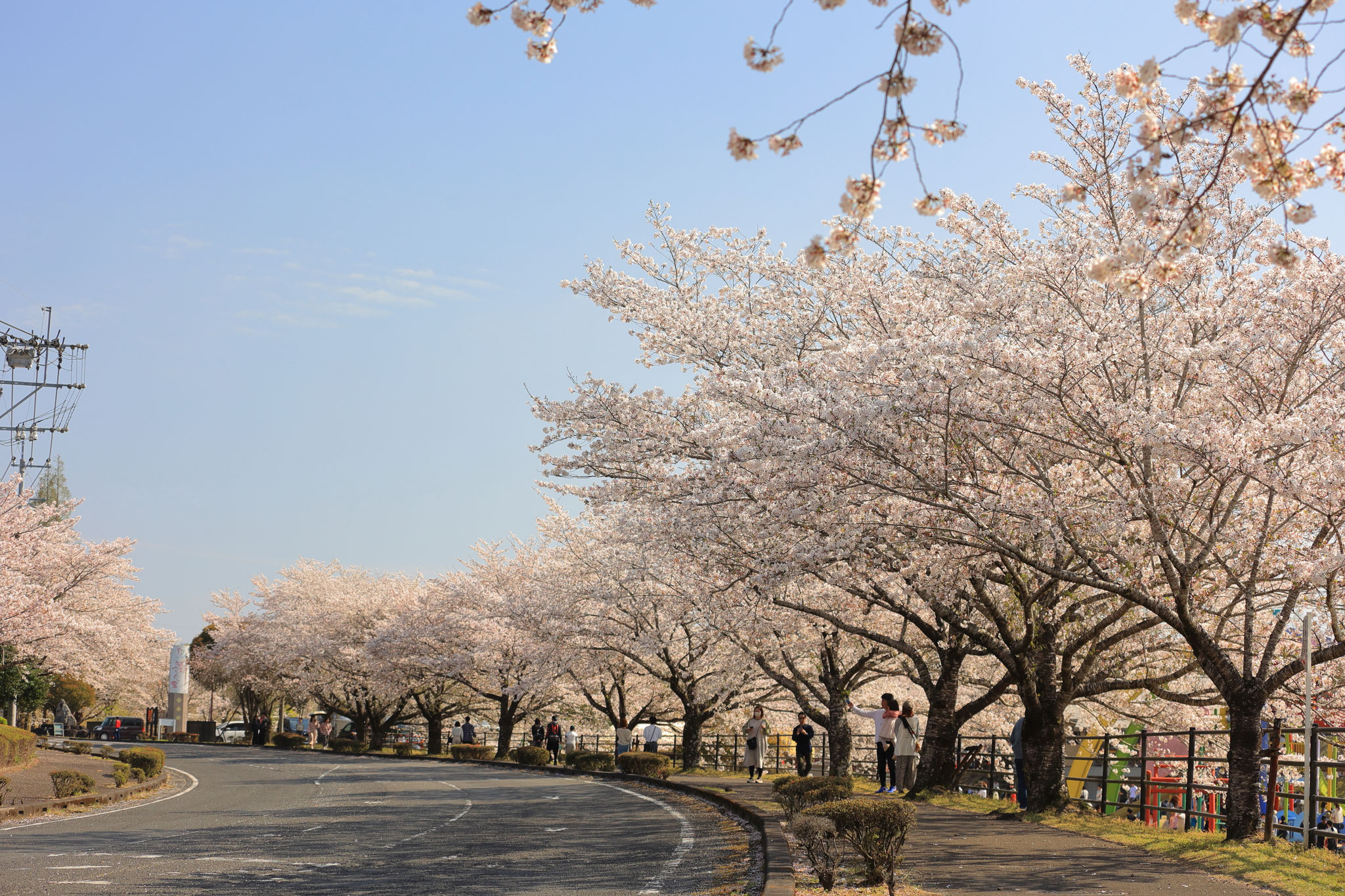 道路沿いの桜並木も魅力的(4月6日 都城市)