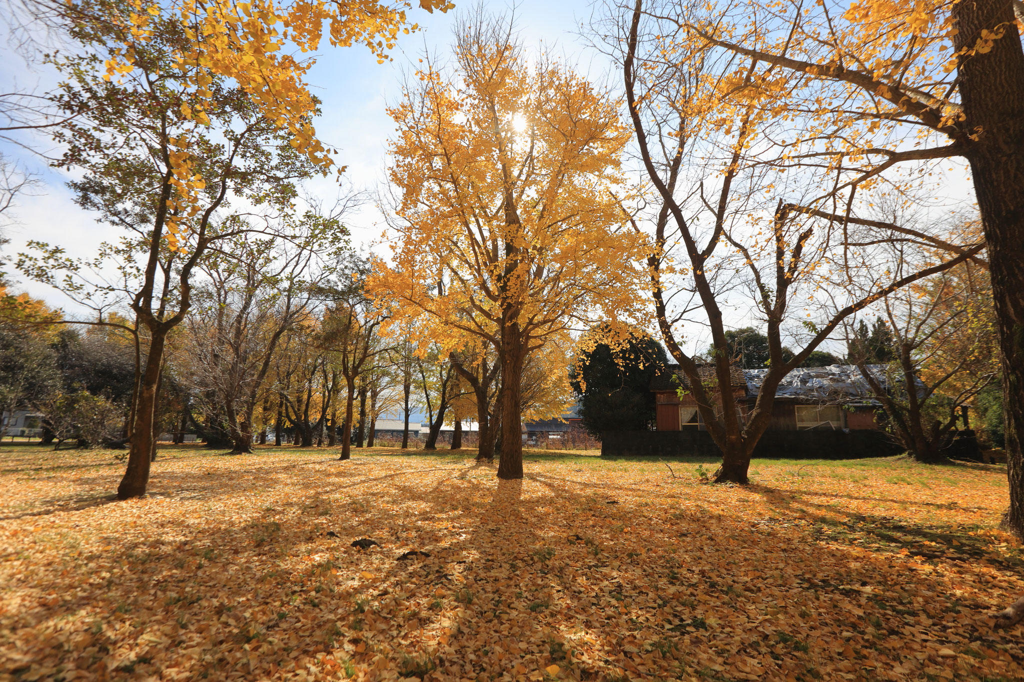 広がるイチョウの絨毯(12月3日 鹿屋市)