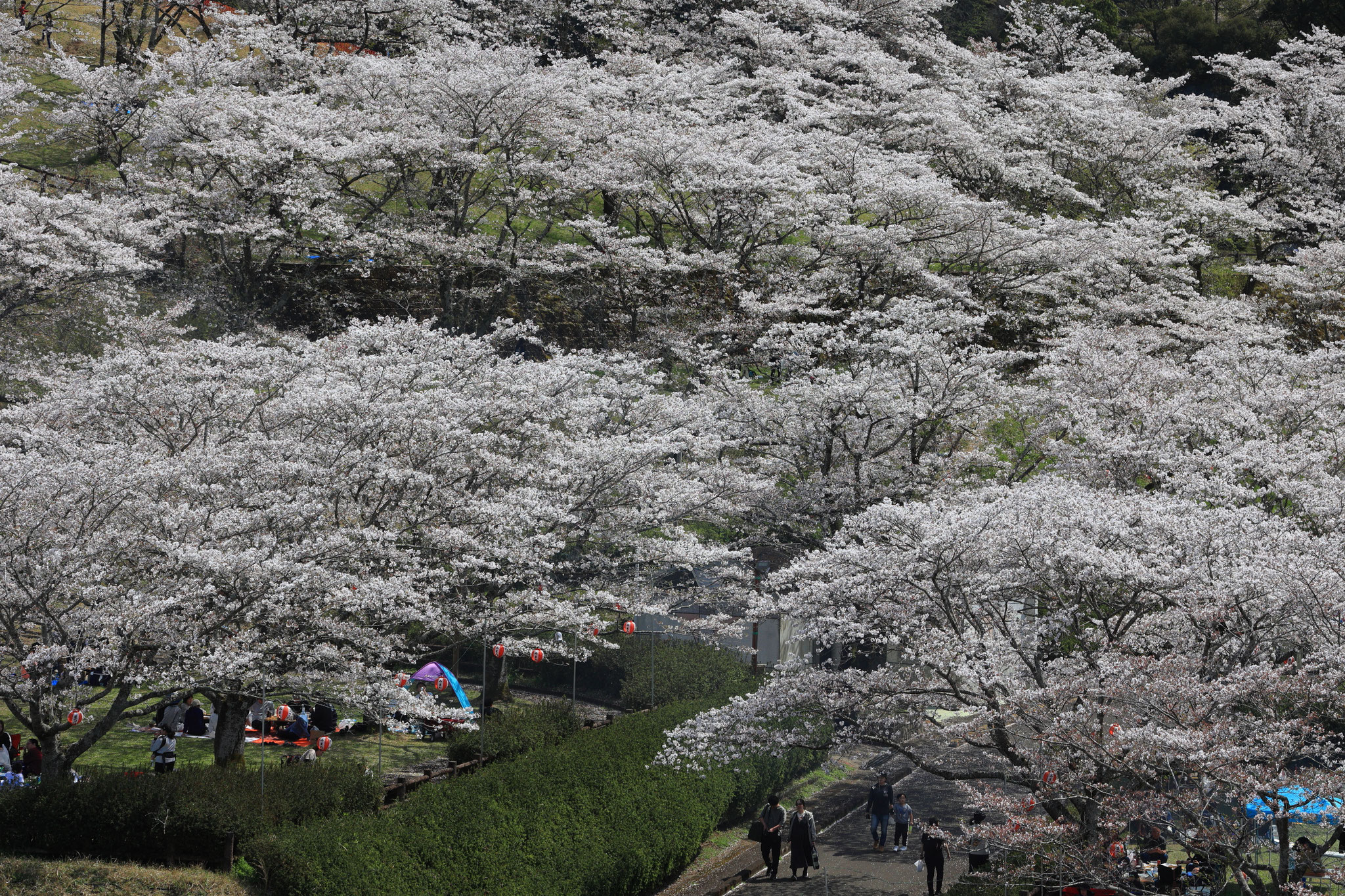 桜の下で花見を楽しみ賑わいが見られた(4月6日 三股町)