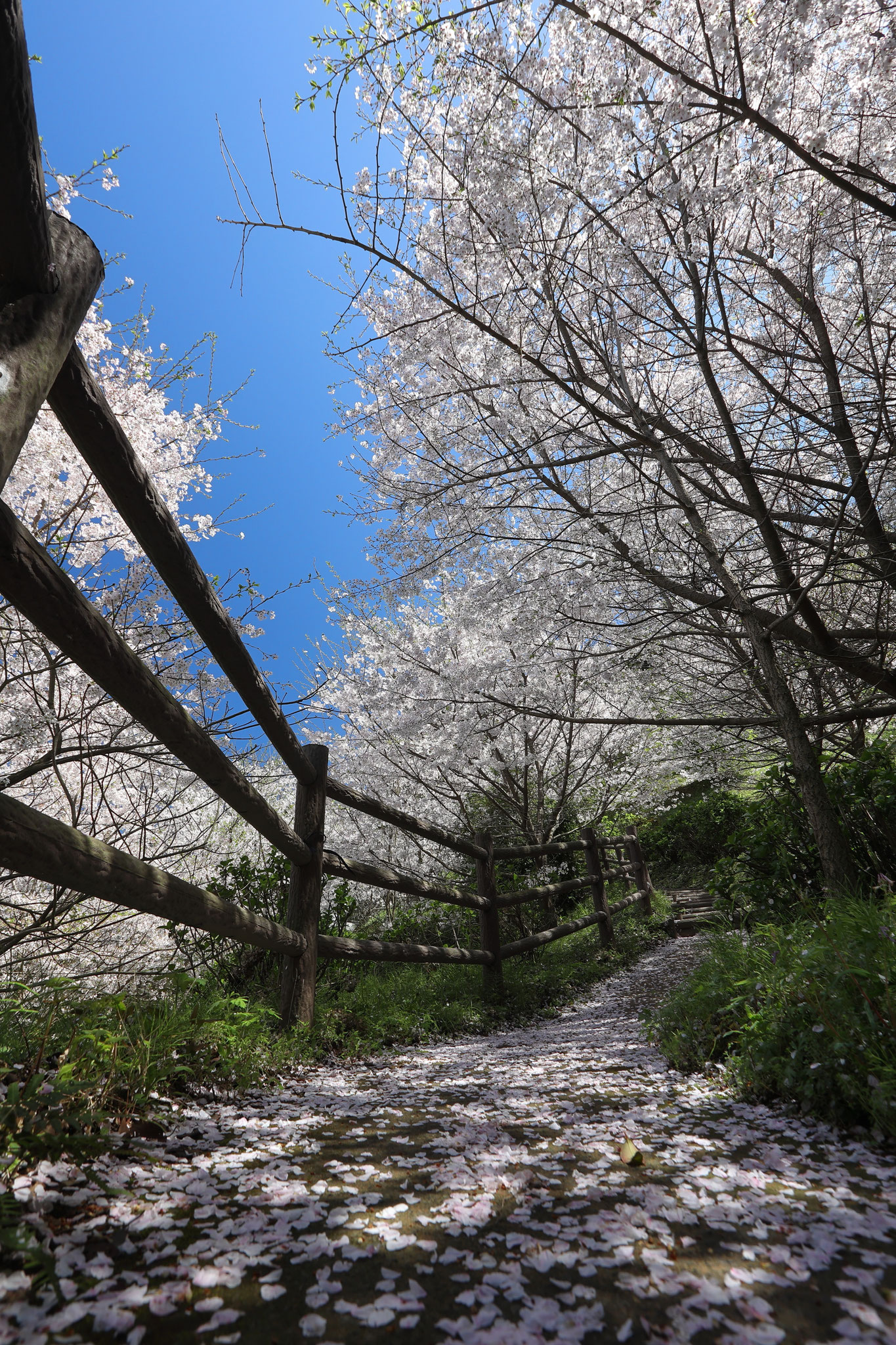 落ちた花びらが花道を作る(3月27日 垂水市)