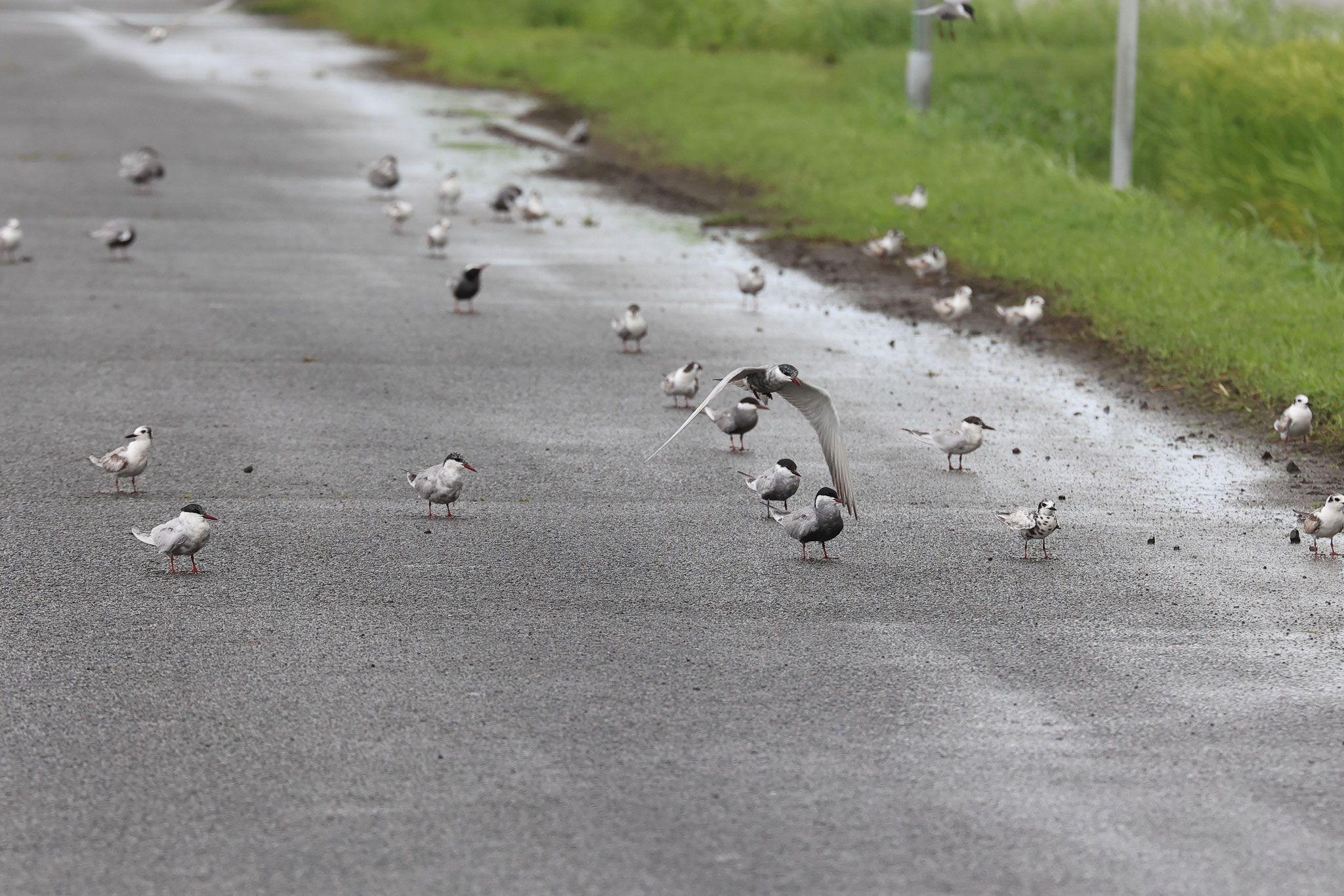田園地帯に何故か海鳥のアジサシの仲間達が飛来(6月23日 肝付町)