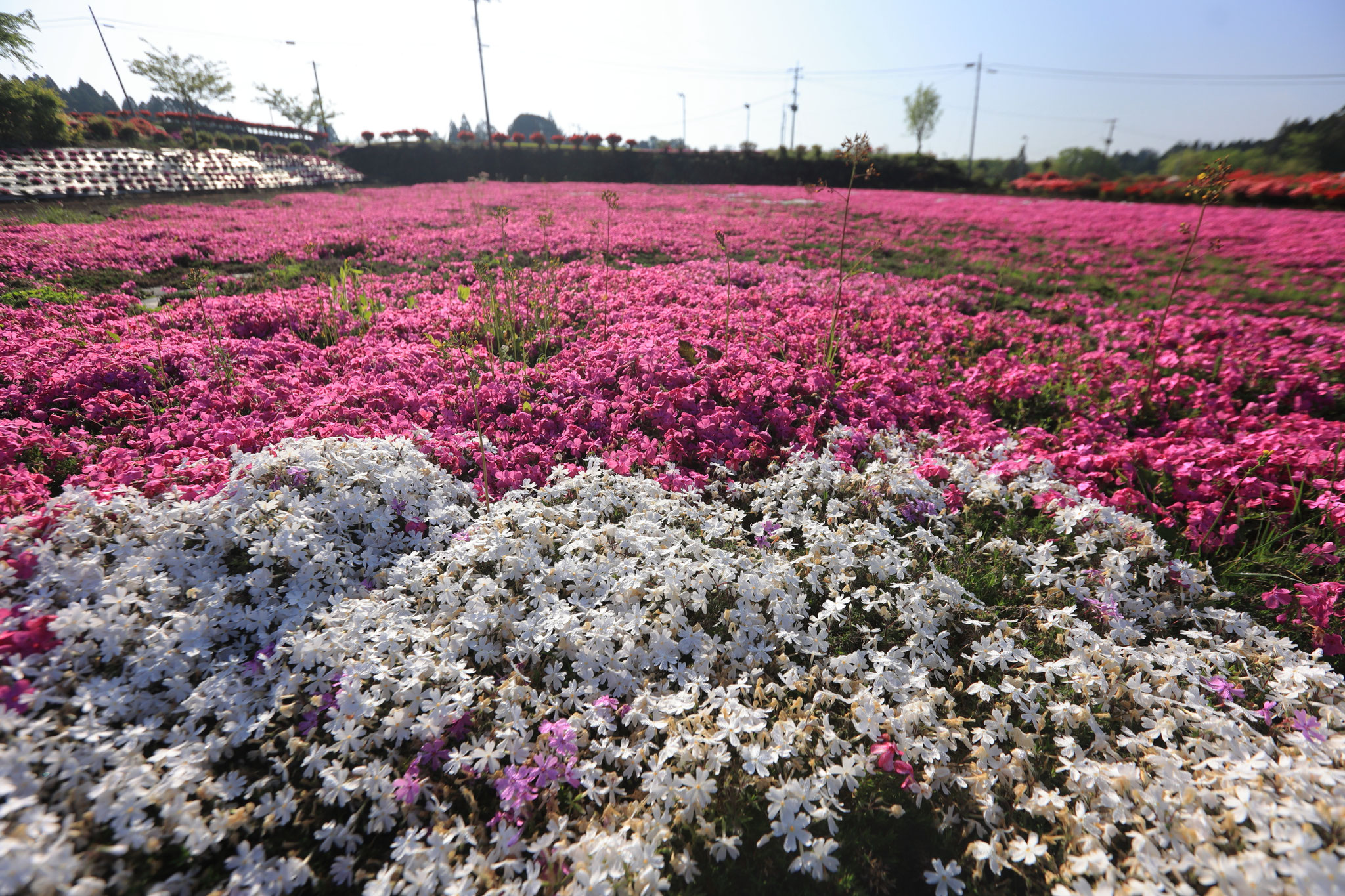 白い色の芝桜もあるようです(4月19日 宮崎市)