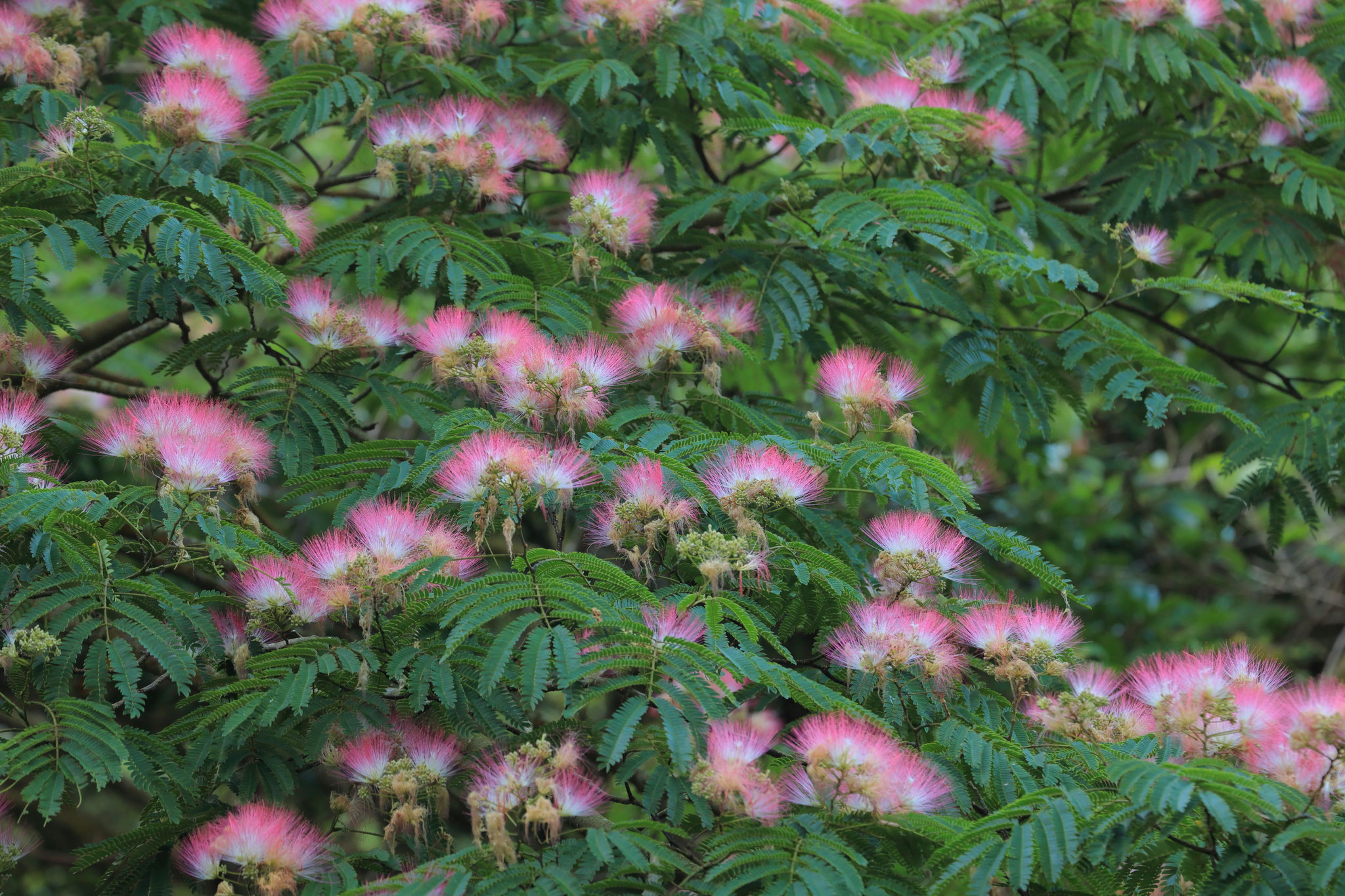 刷毛のような独特な花のねむの木(7月6日 垂水市)