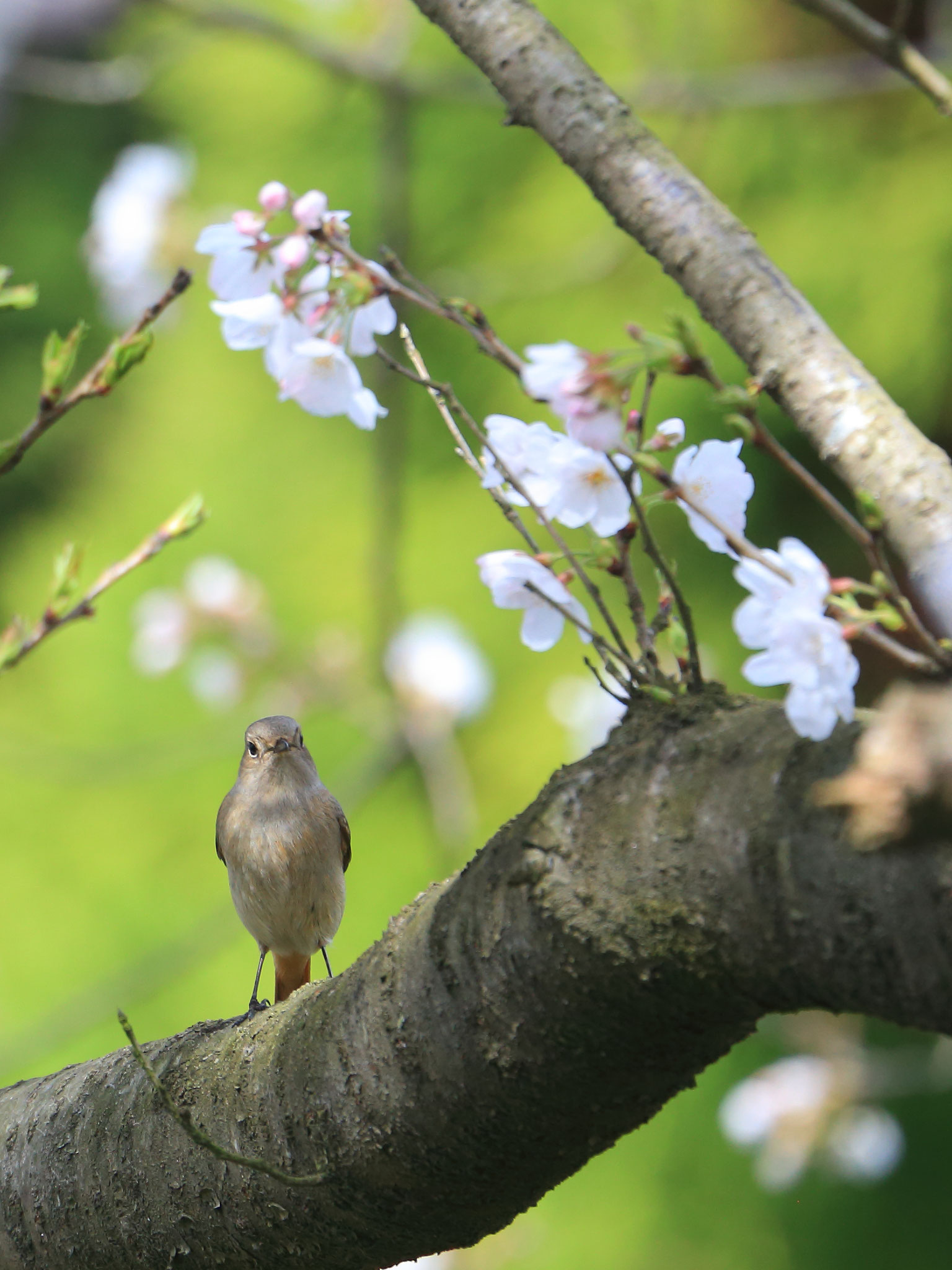 ジョウビタキも花見？（3/18 国分城山公園）