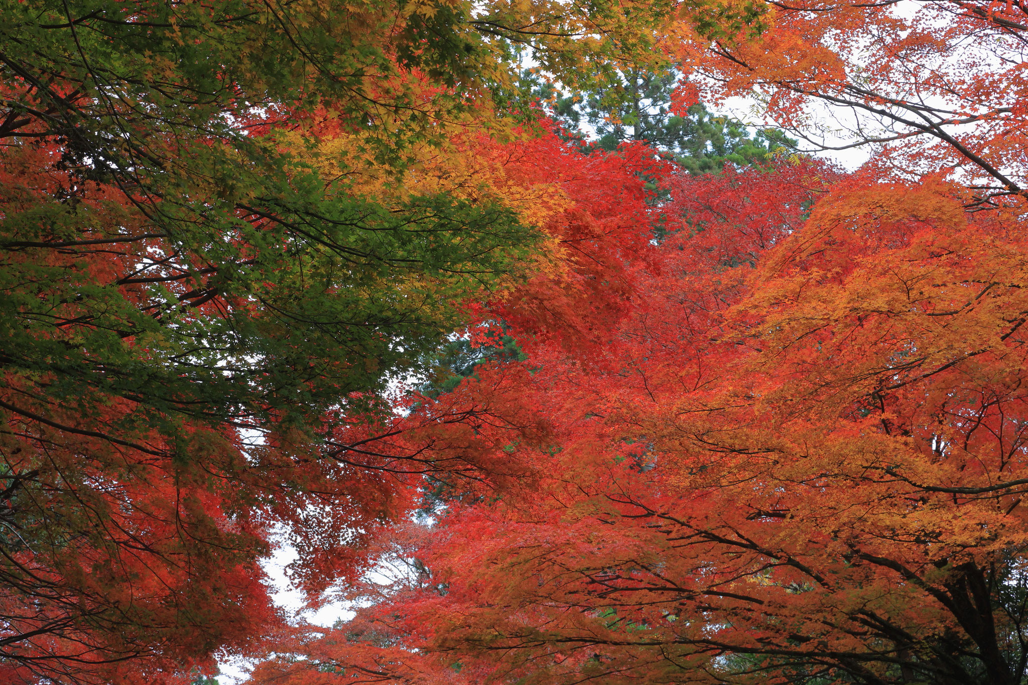 紅葉がカラフルで目を癒す(11月26日 霧島市)