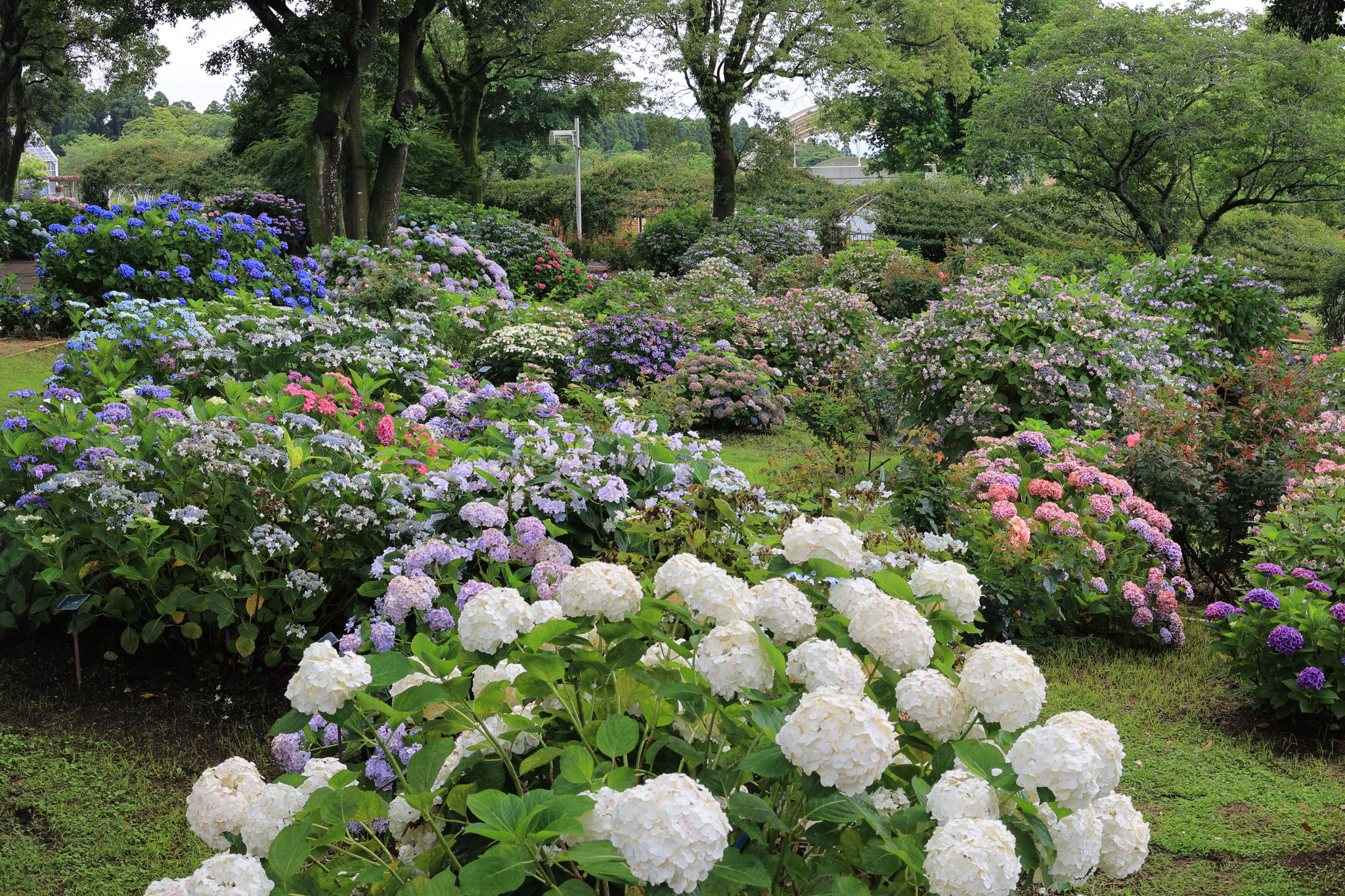 あじさいも豊富なかのやばら園(6月9日 鹿屋市)