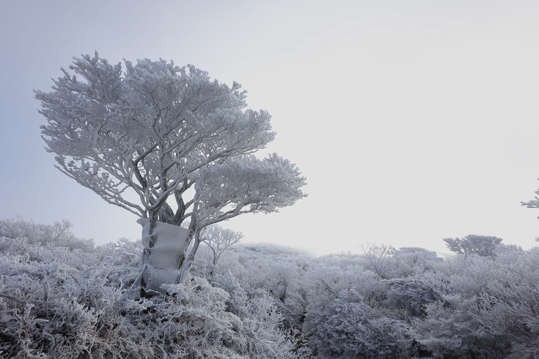 氷結する木々(12月18日 韓国岳登山道)