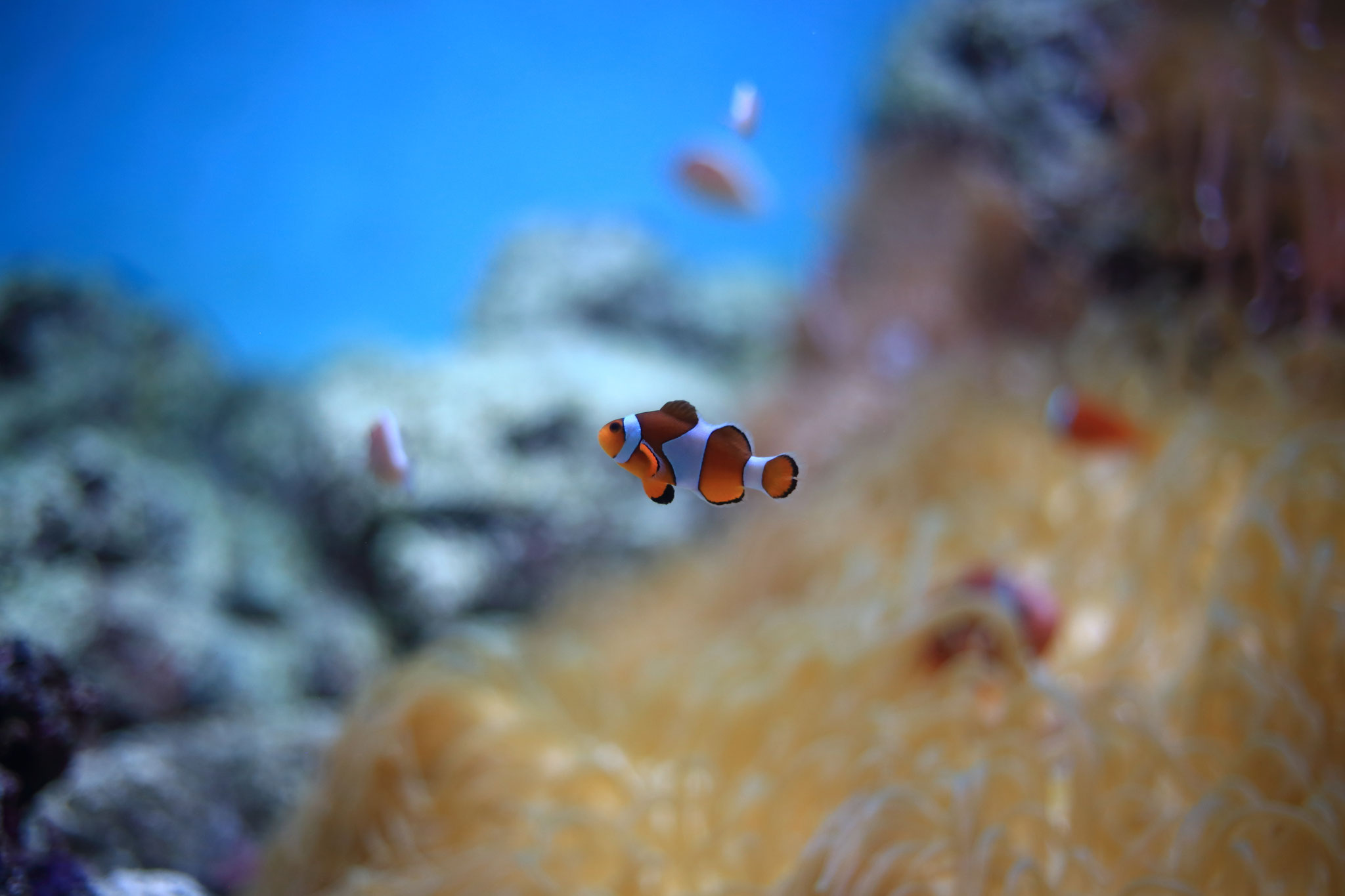 ファインディング・ニモ！（6/17 いおワールドかごしま水族館）