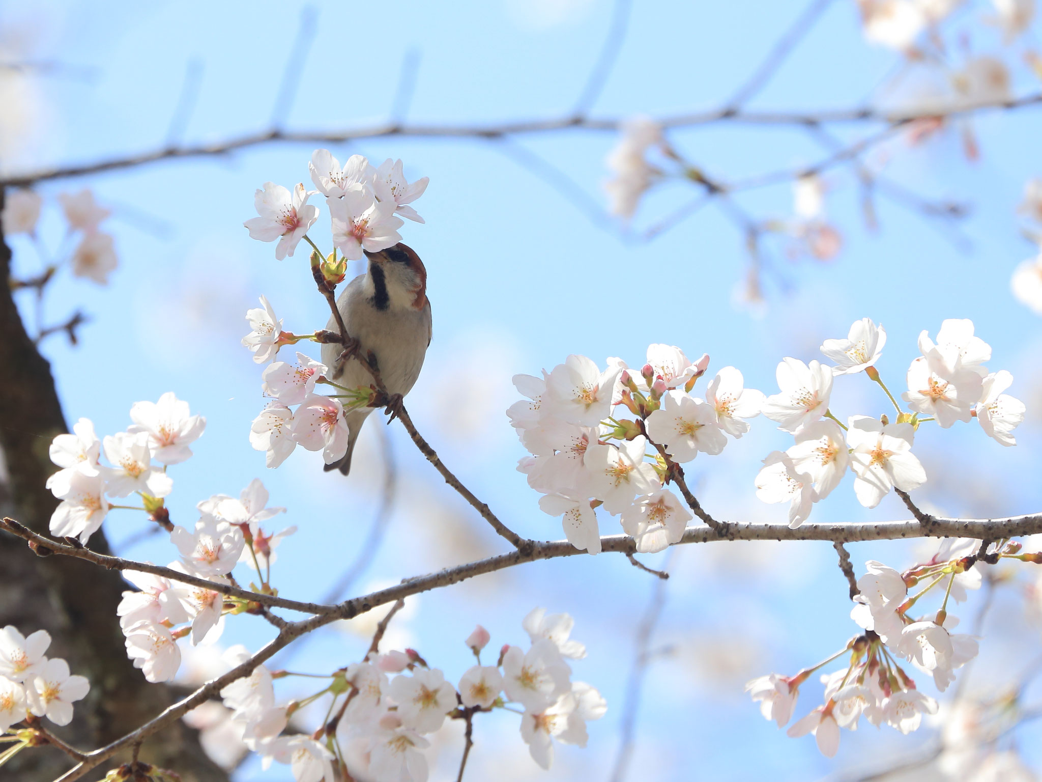 桜とニュウナイスズメ（3/24 宮崎県都城市 母智丘公園）