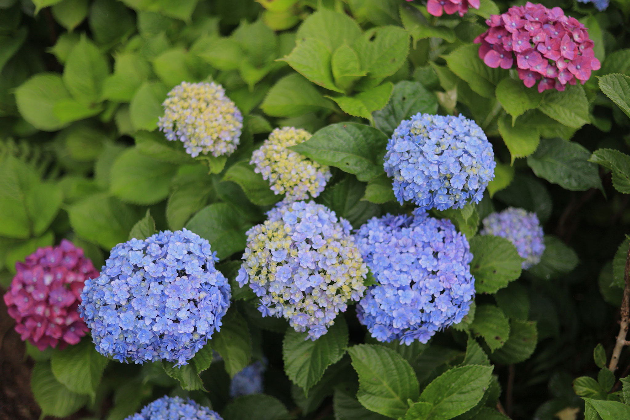かのやばら園に咲く様々な紫陽花5(6月8日 鹿屋市)