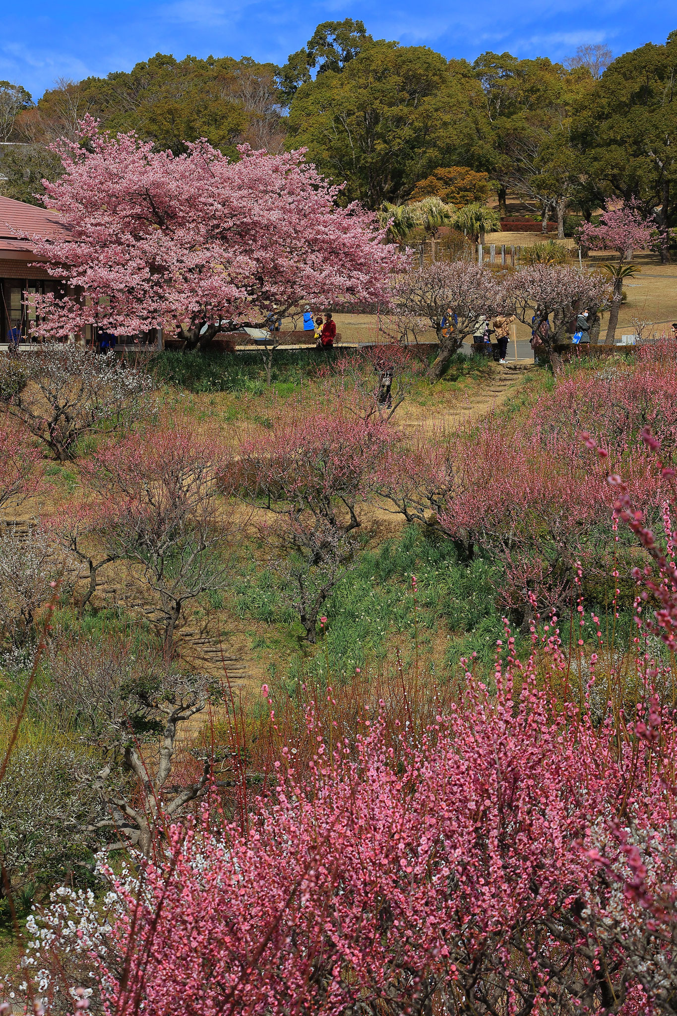春色の吉野公園(2/13 鹿児島市)