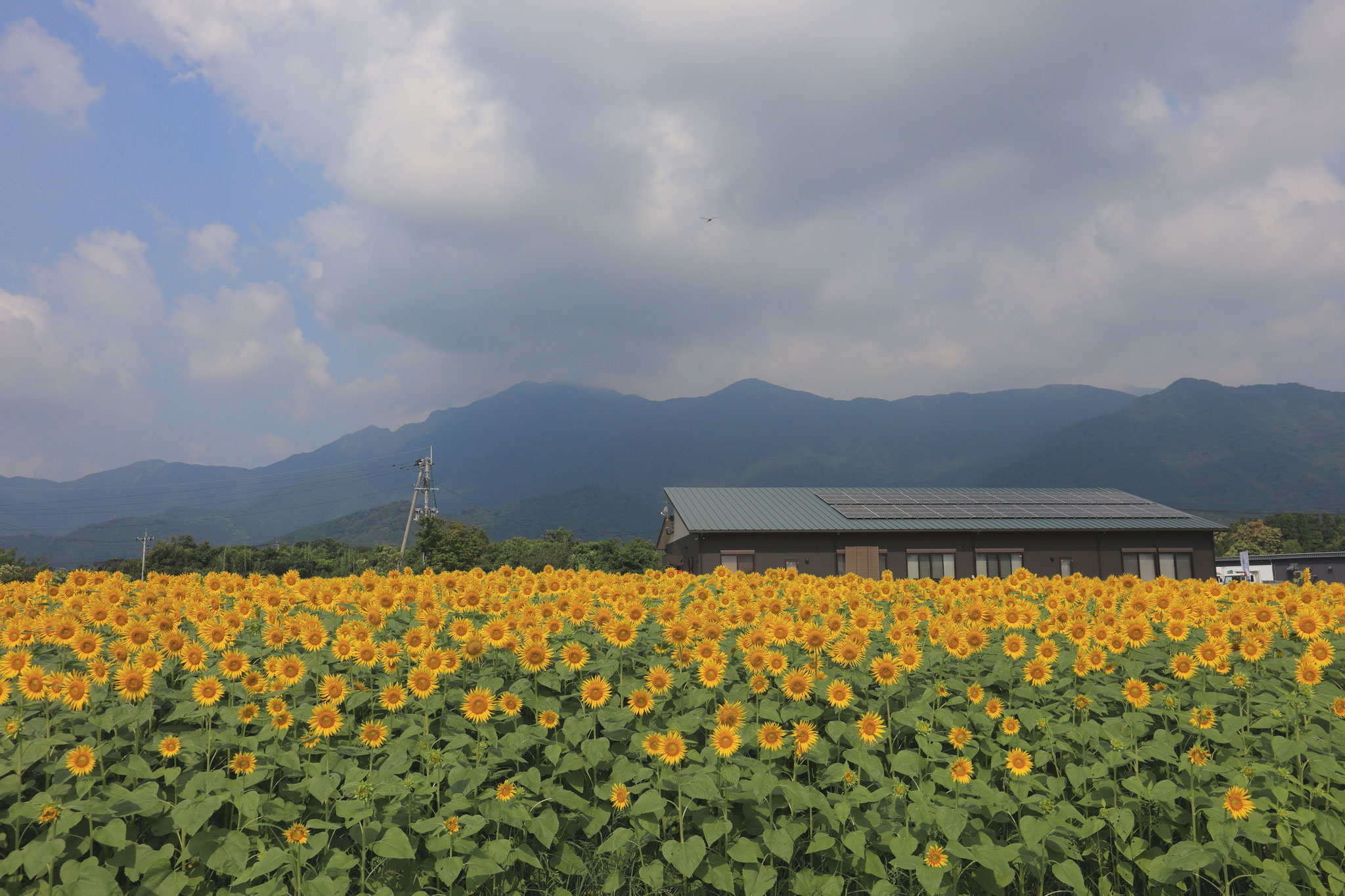 今年もオキスのヒマワリ畑が賑わう(8月13日 鹿屋市)