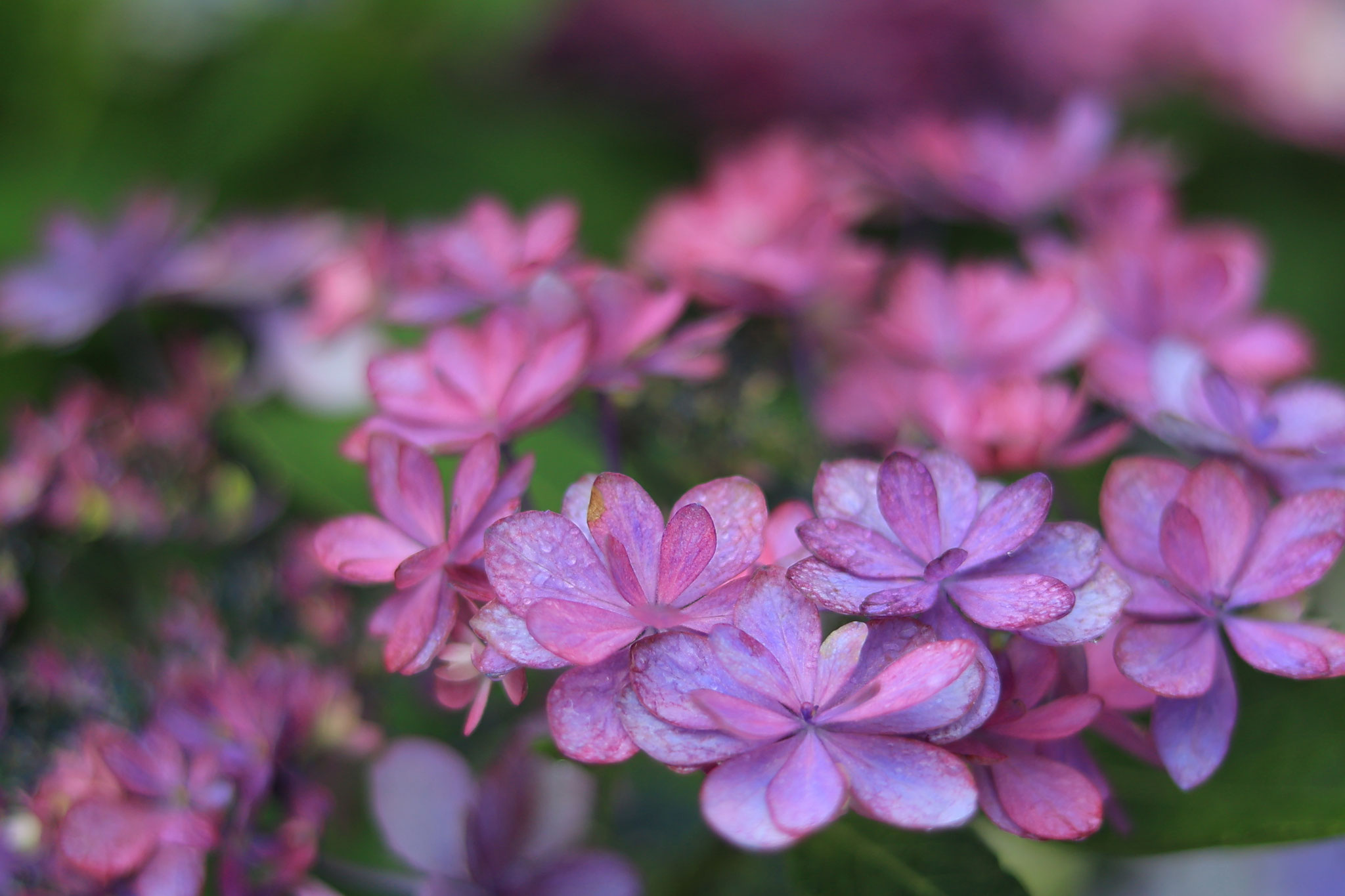 かのやばら園に咲く様々な紫陽花たち ⑤(6月11日 鹿屋市)