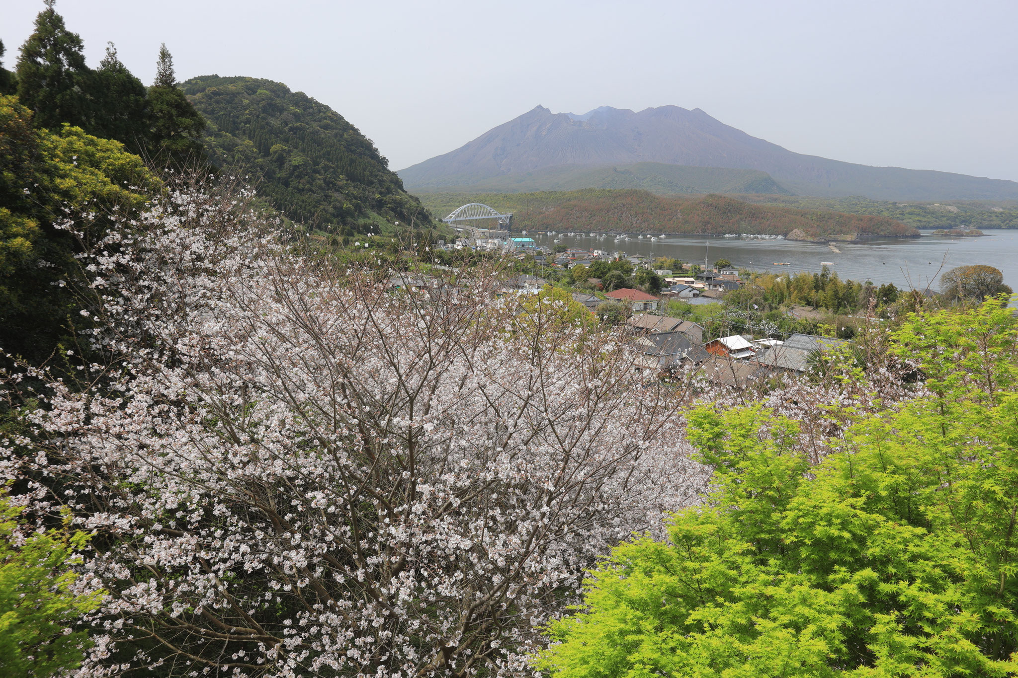 桜島と桜を望む(3月30日 垂水市)