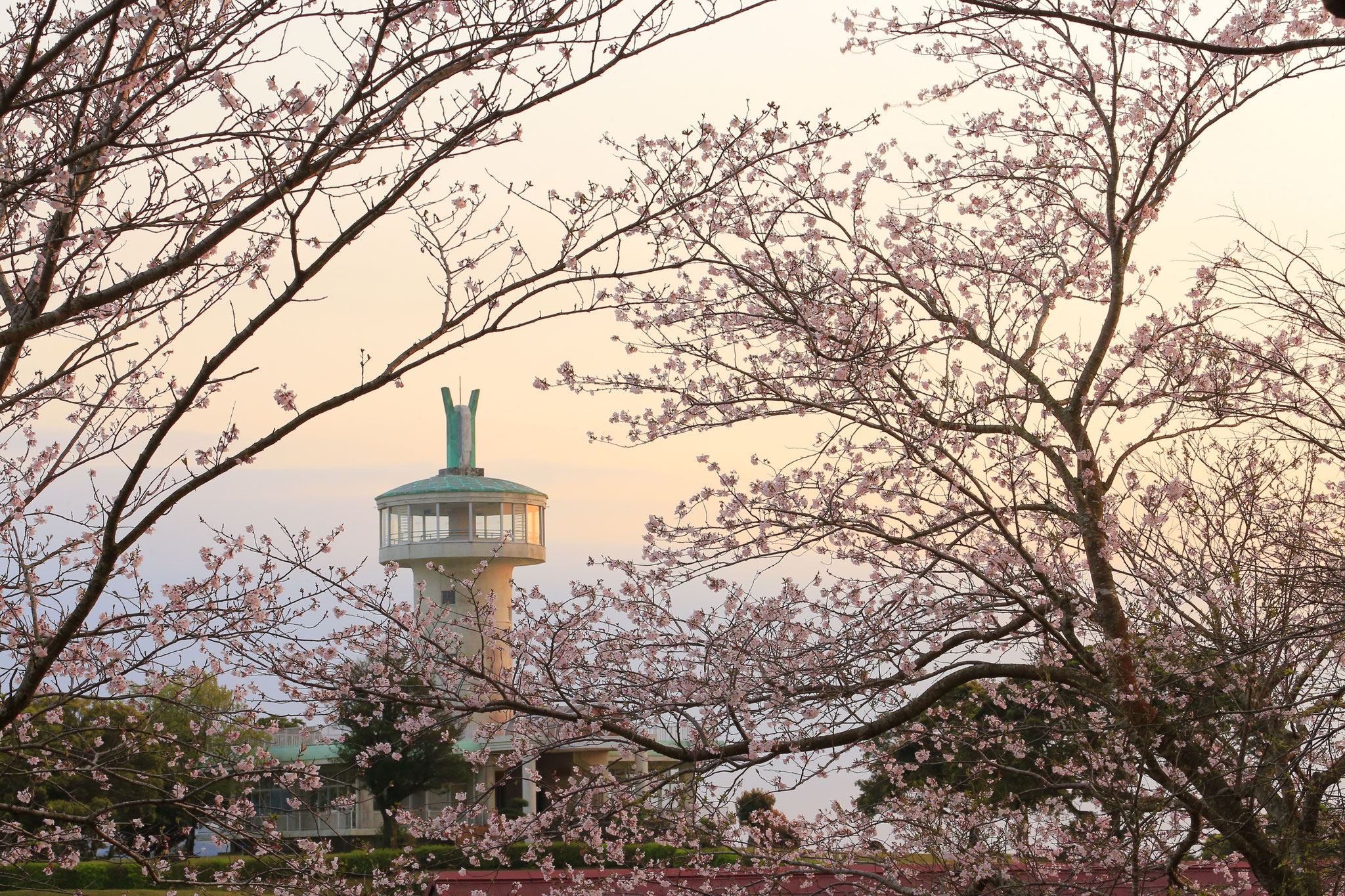 春めく霧島が丘公園（4/1)