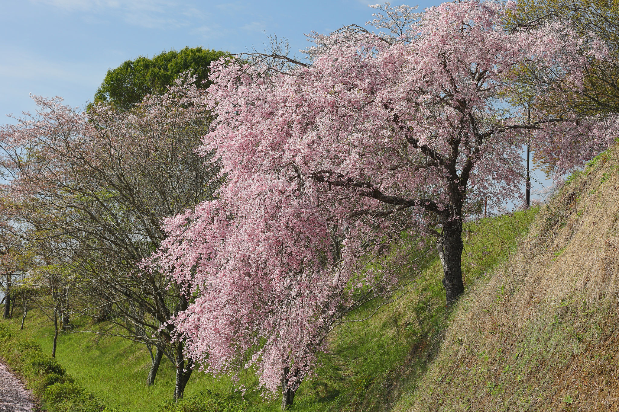 魅力的な丸岡公園枝垂れ桜(4月2日 霧島市)