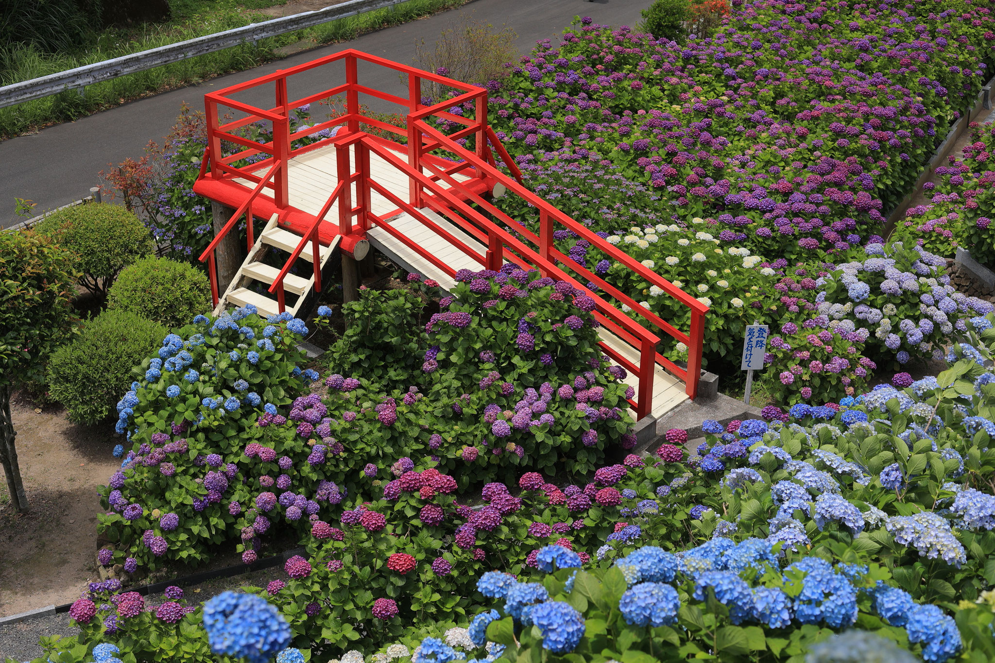多くの紫陽花が咲く、いこいの里園(5月28日 鹿屋市)