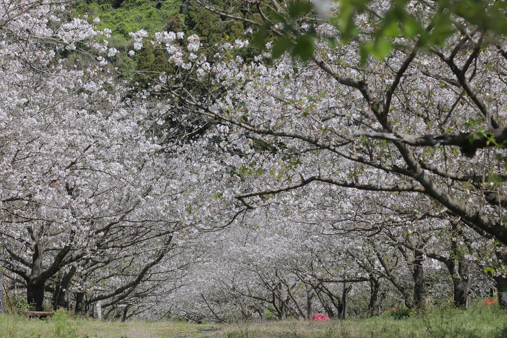 低めの桜並木が立ち並ぶ(3/27 垂水市)