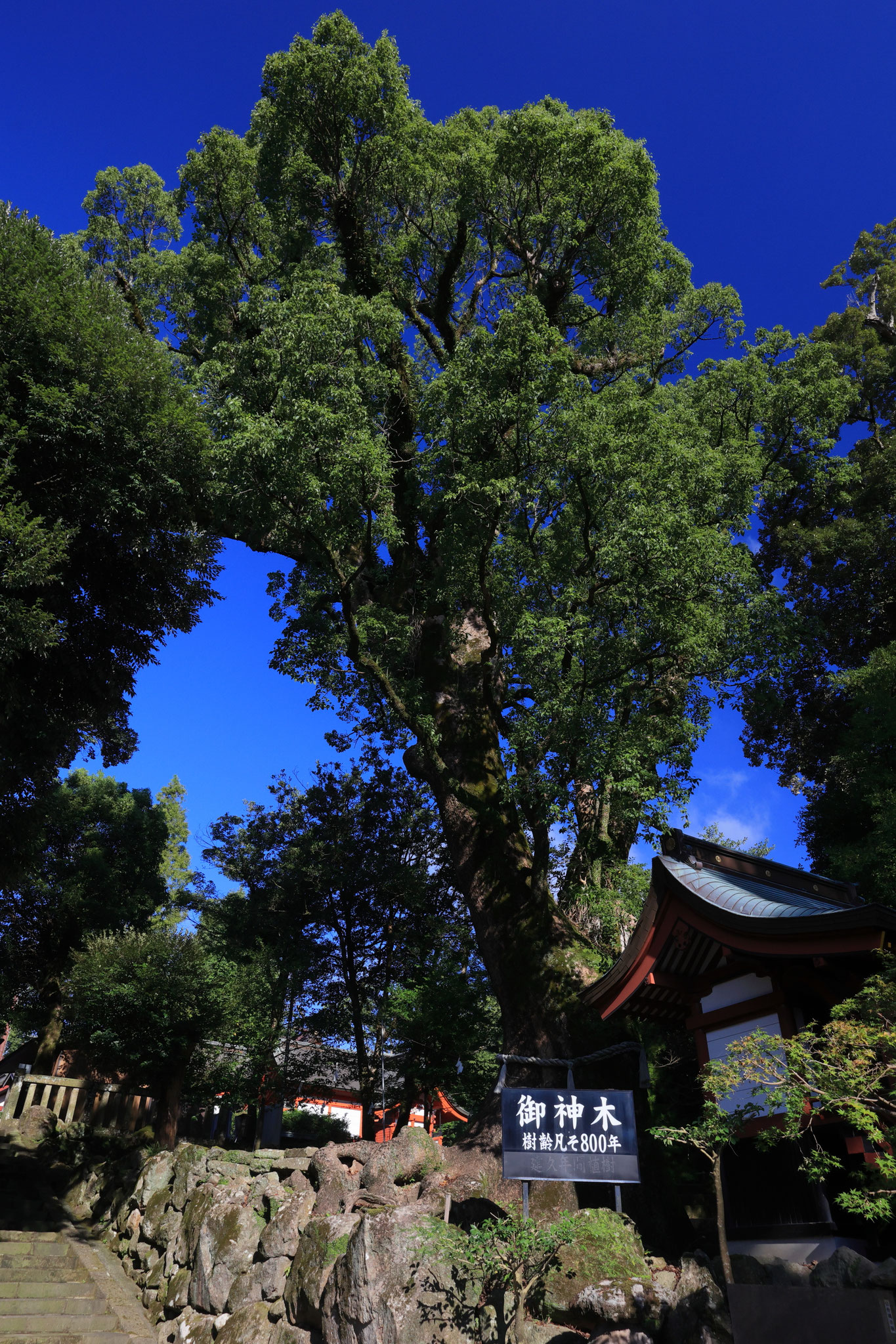 鹿児島神宮御神木(9月27日 霧島市)