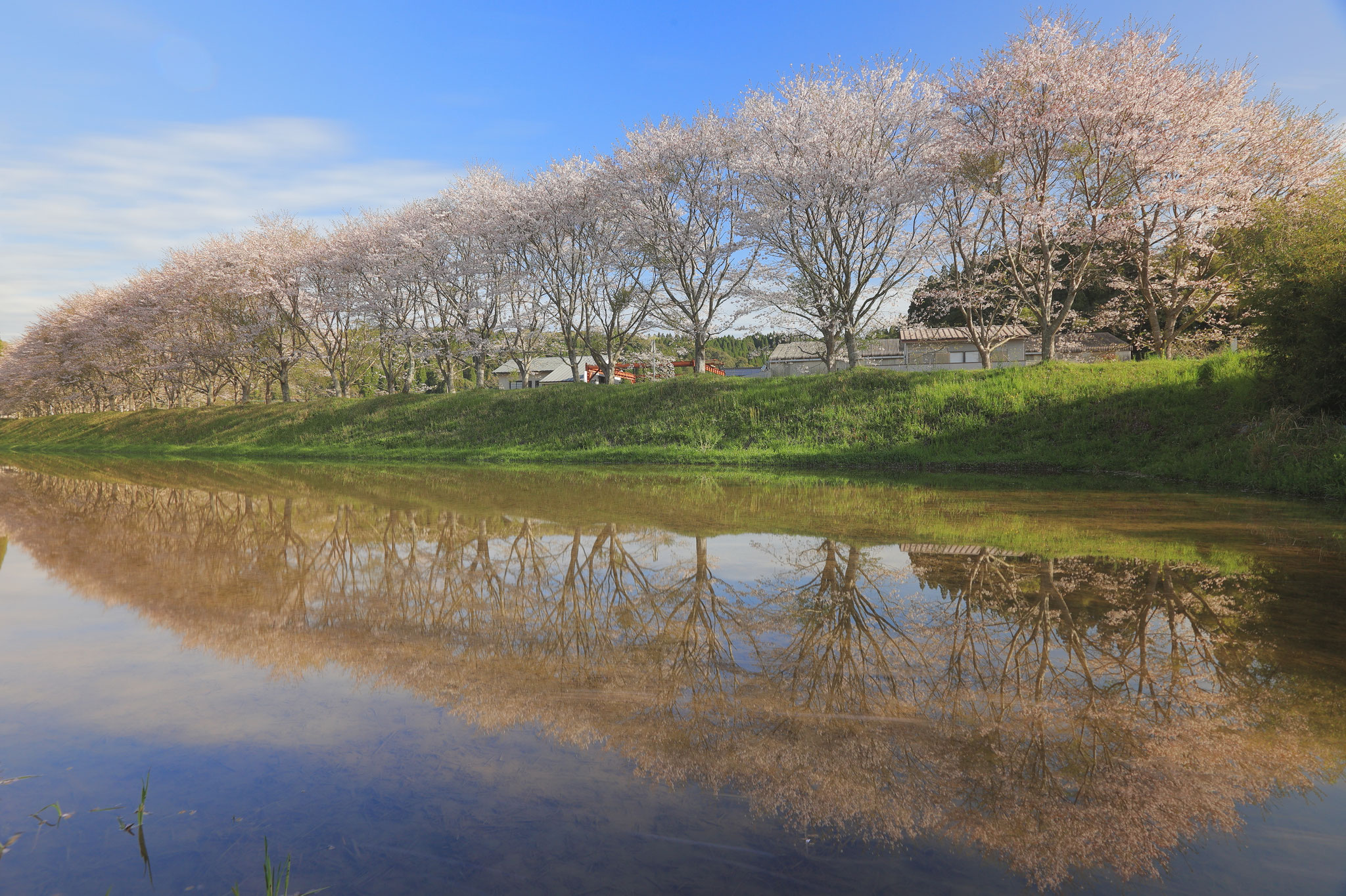 水田に反射する桜並木も画になる(4月1日 湧水町)
