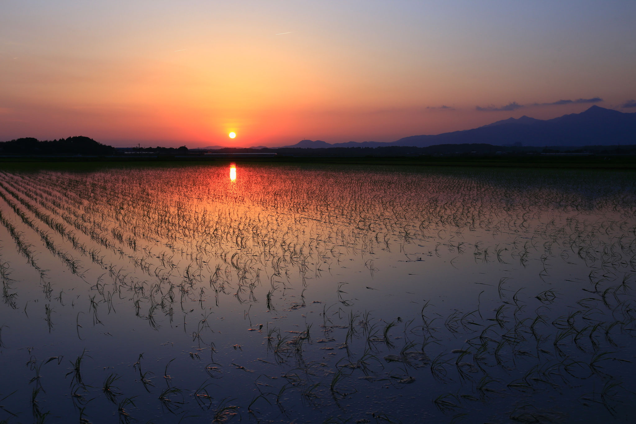 水田に写る夕焼けのグラデーションに魅了される（肝付町）