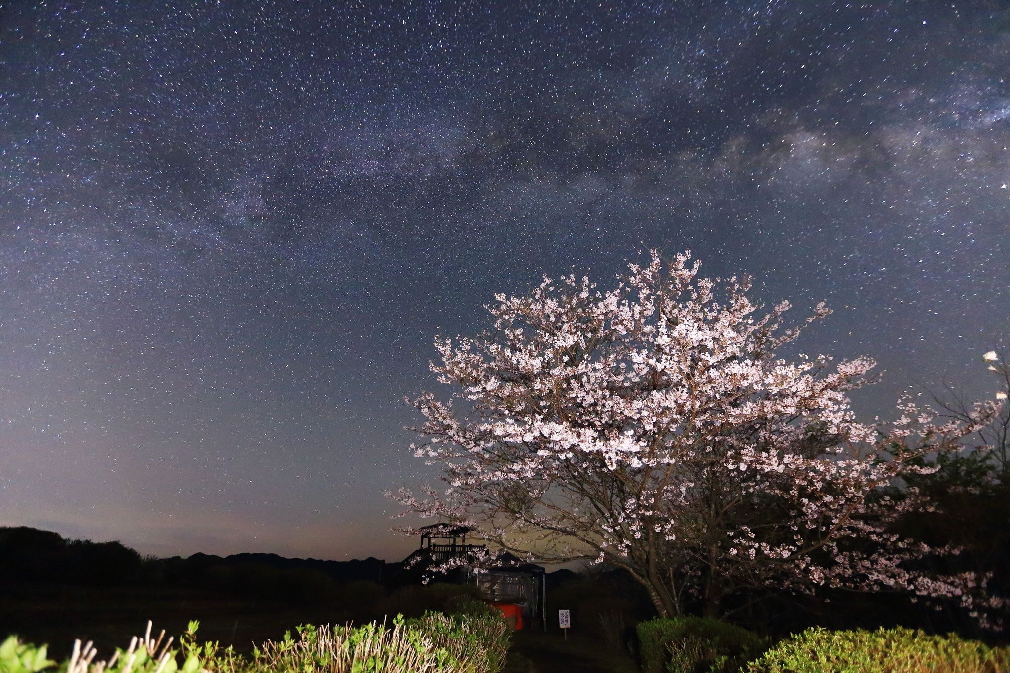 天の川が桜を豪華にしてくれる。（3/24 宮崎県日南市 花立公園）