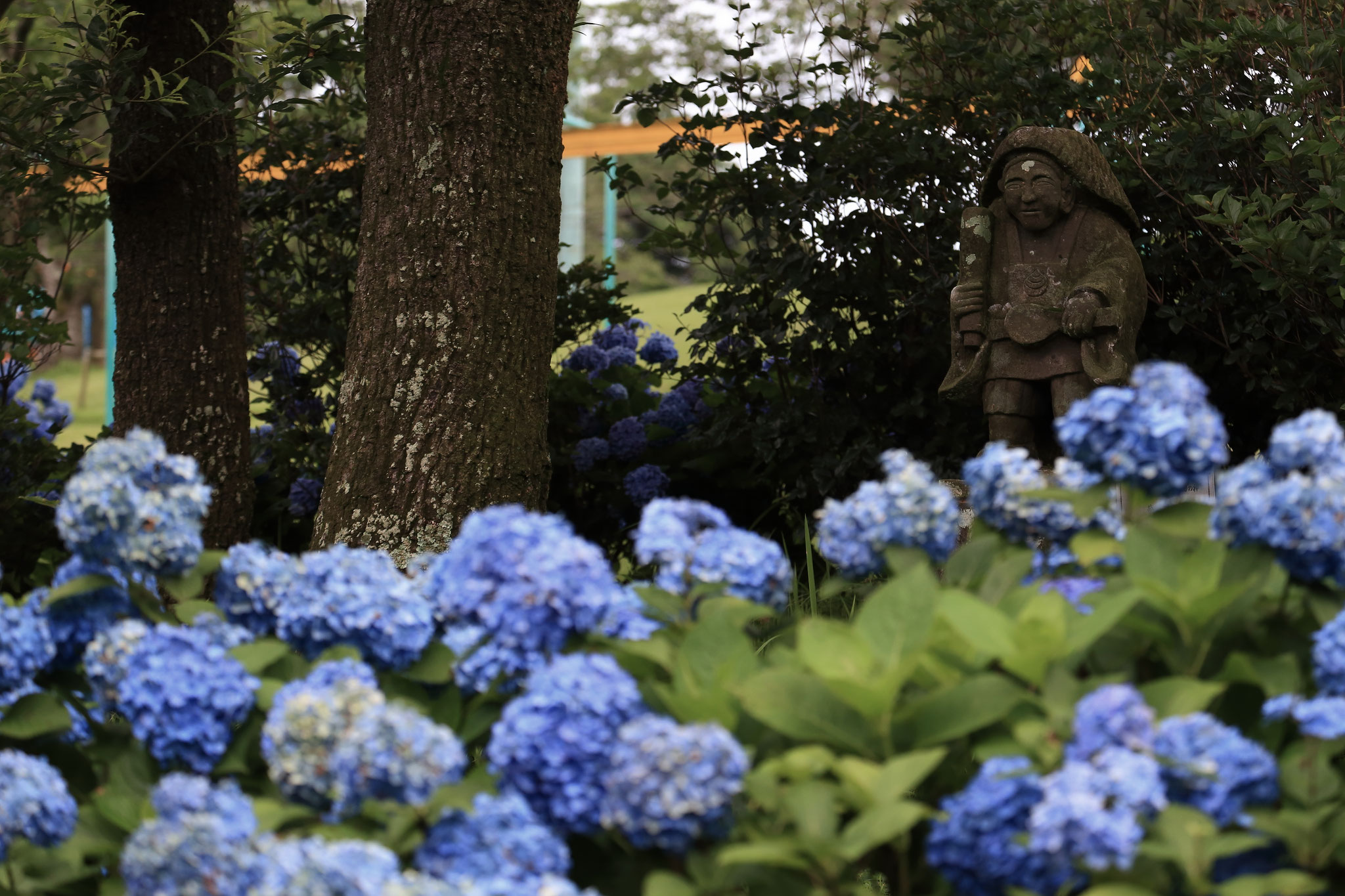 霧島ヶ丘公園の紫陽花と田の神さぁ(6/20 鹿屋市)