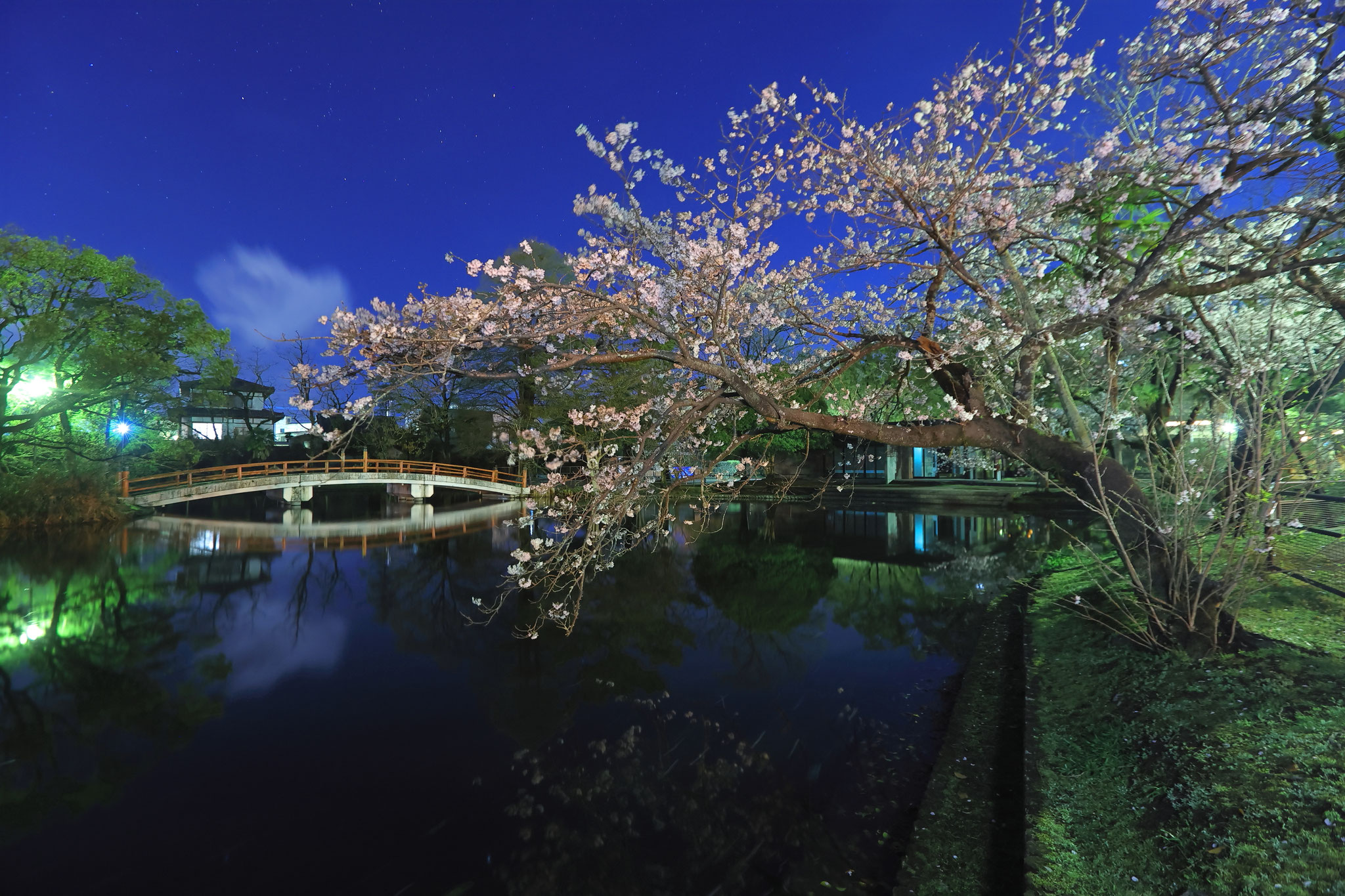 桜＋家と橋が日本美を作る(3月26日 都城市)