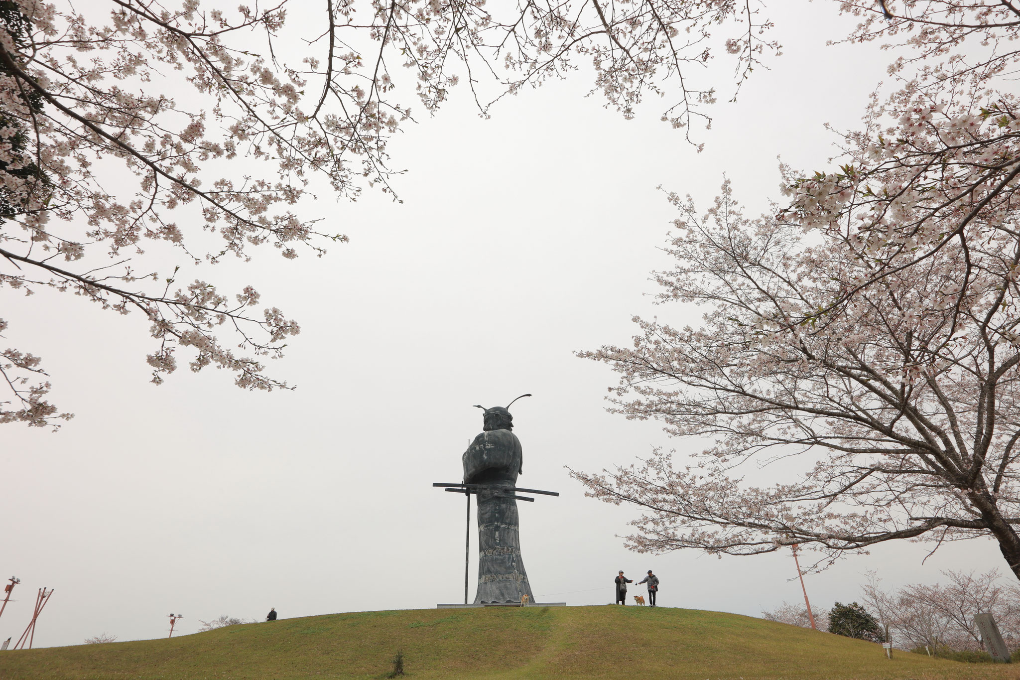 今年も弥五郎どんと桜を合わせて(4月5日 曽於市)