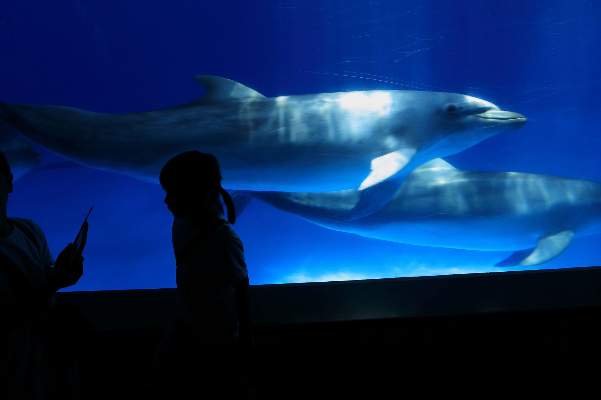 子供に微笑えんでるかのようないるか(8/24 いおワールドかごしま水族館)