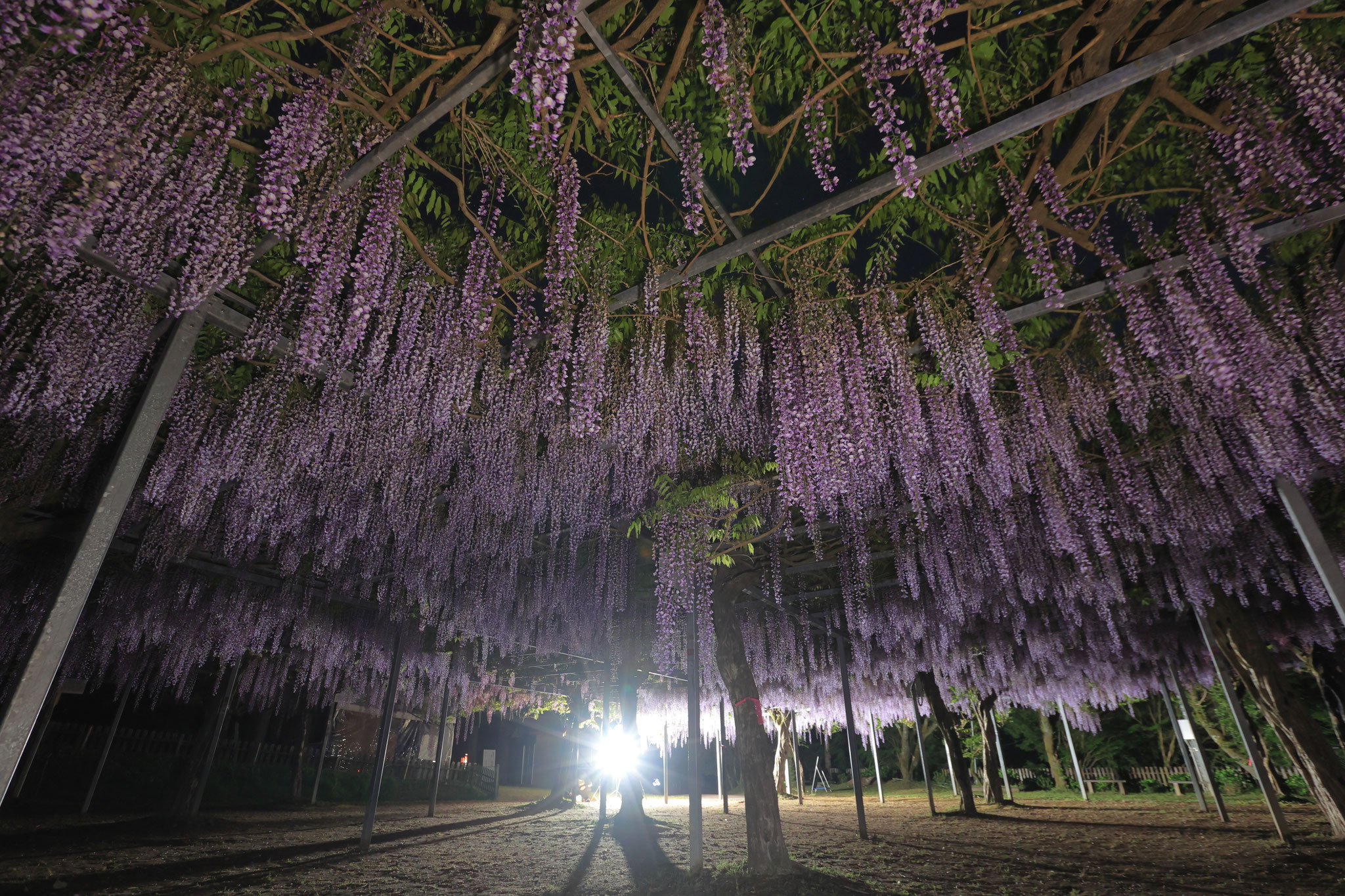 夜に見る藤は妖艶(4月20日 霧島市)