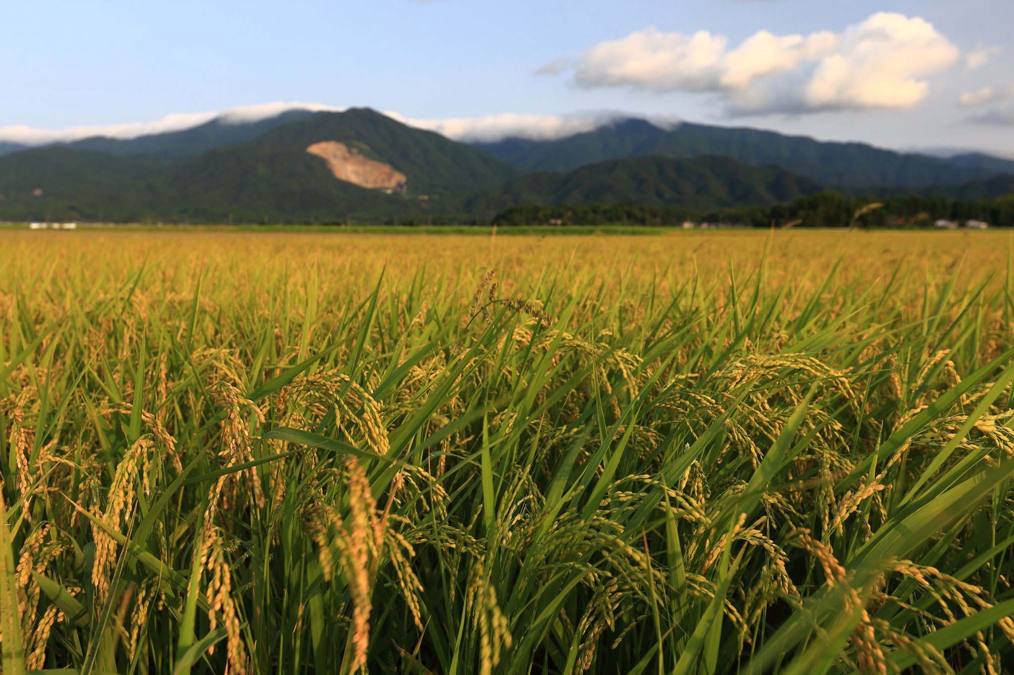 肝付町の田んぼは早々と実りの時期を迎えている。