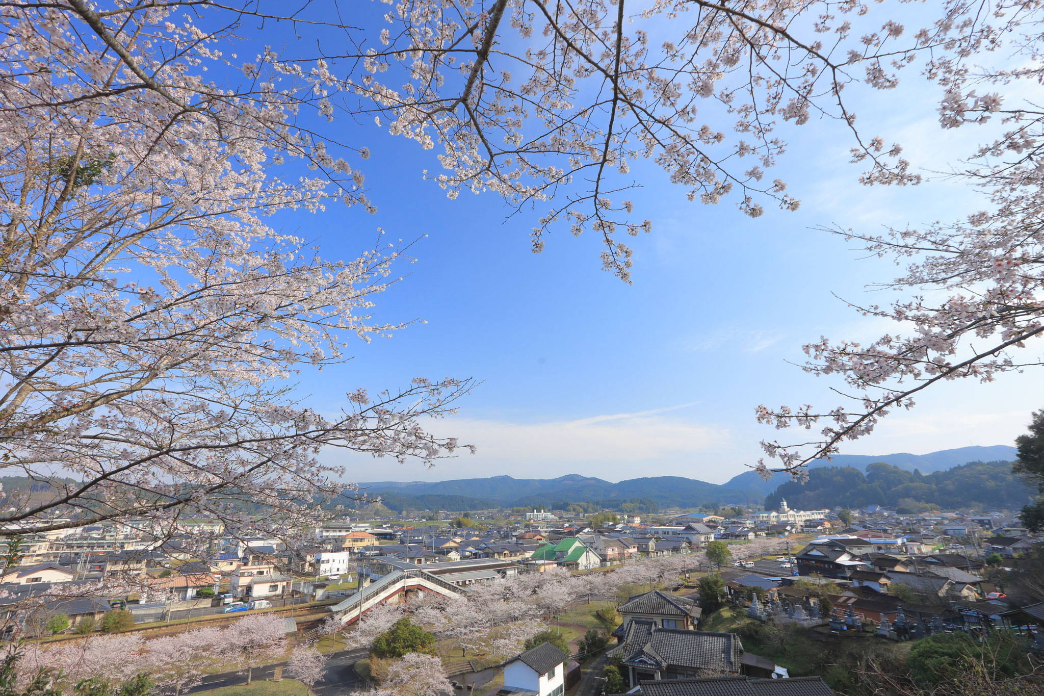 丸池湧水高台から望む街景色と桜(3月29日 湧水町)