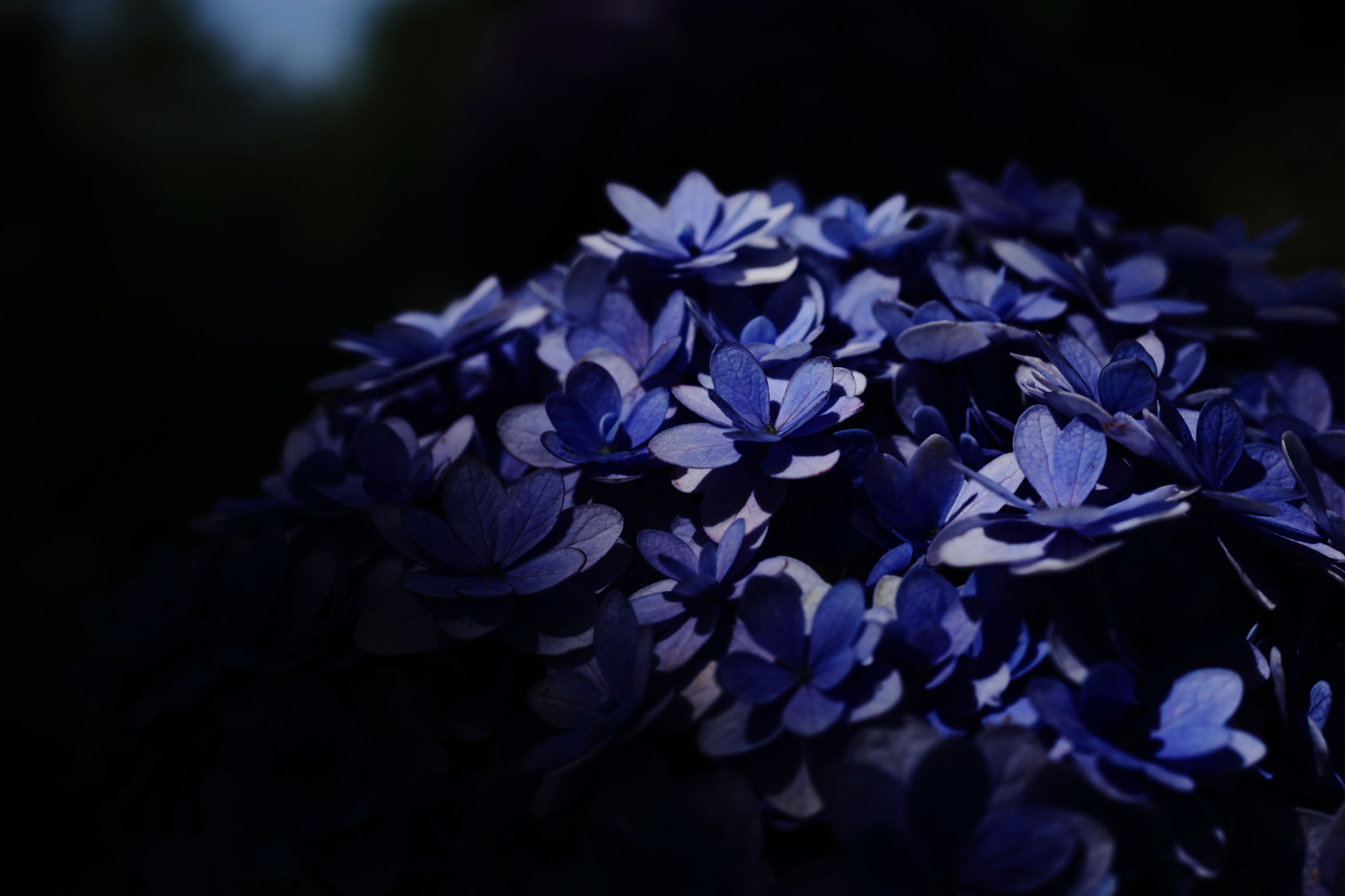 クールビューティーな紫陽花(6/9 鹿屋市 かのやばら園)