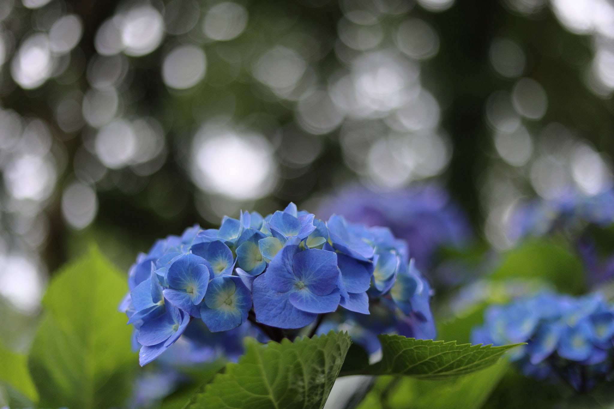 木漏れ日を玉ボケにして紫陽花を魅力的に(5月29日 鹿屋市)