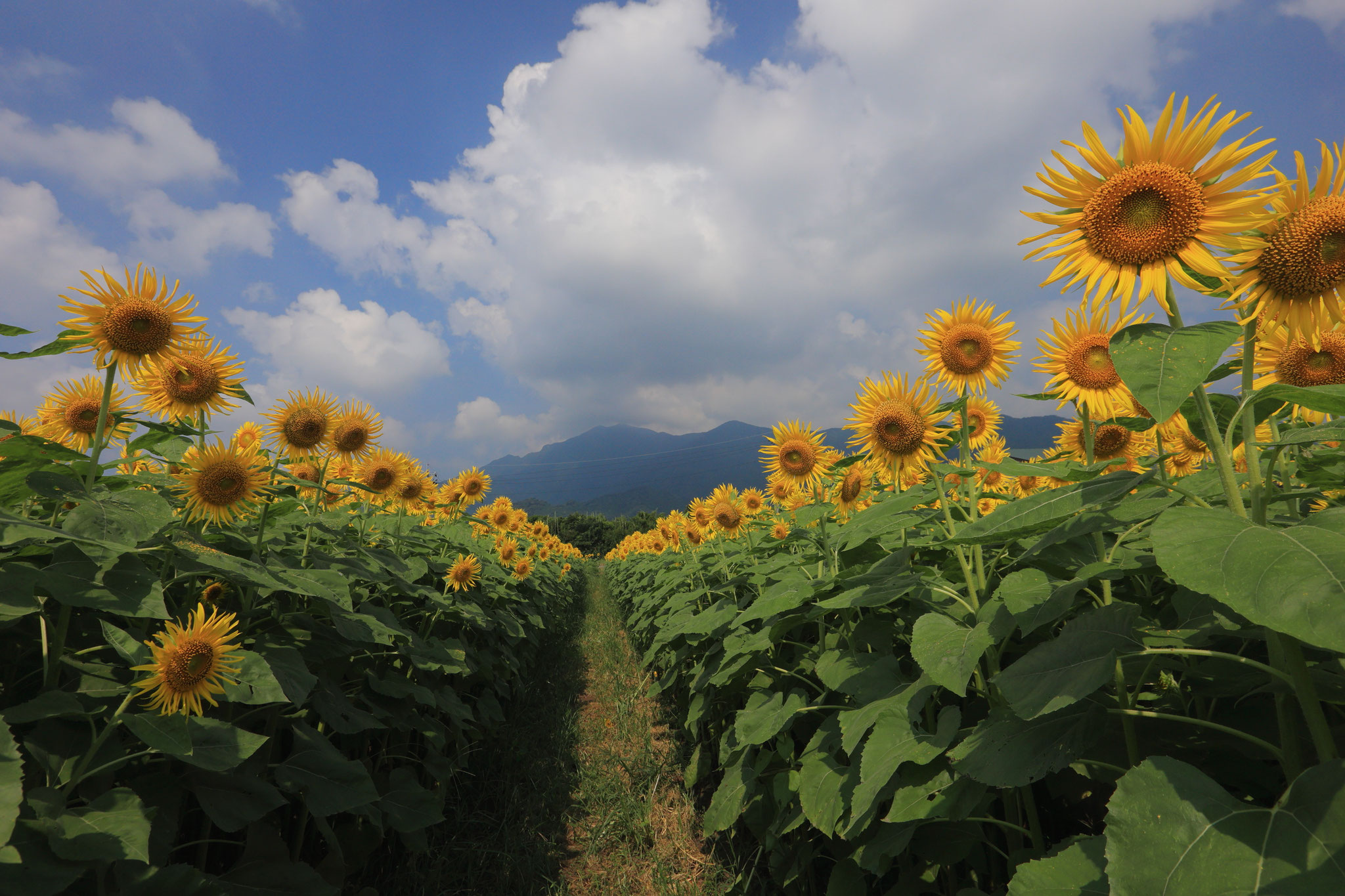 みんなでお出迎え(8月13日 鹿屋市)