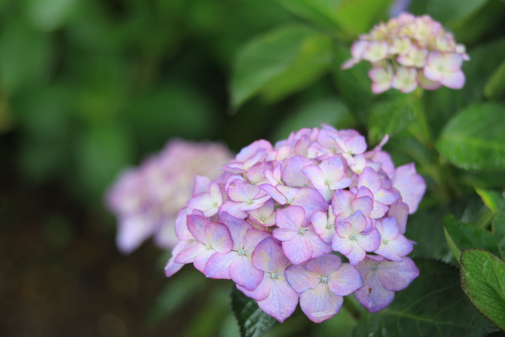 かのやばら園に咲く様々な紫陽花たち ①(6月11日 鹿屋市)