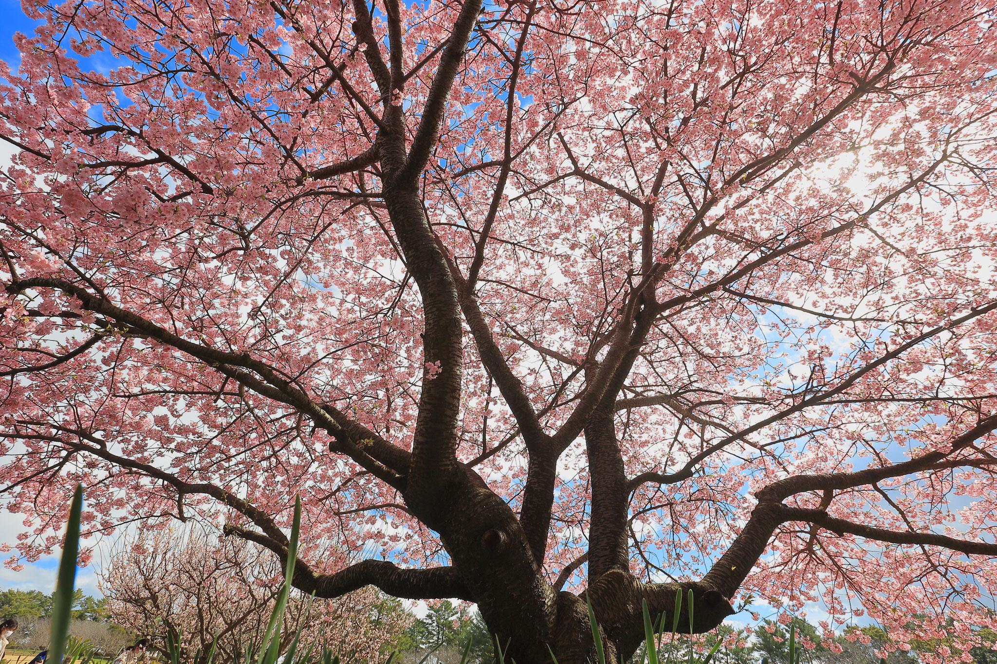 下から見る桜もダイナミックで美しい(2/13 鹿児島市)